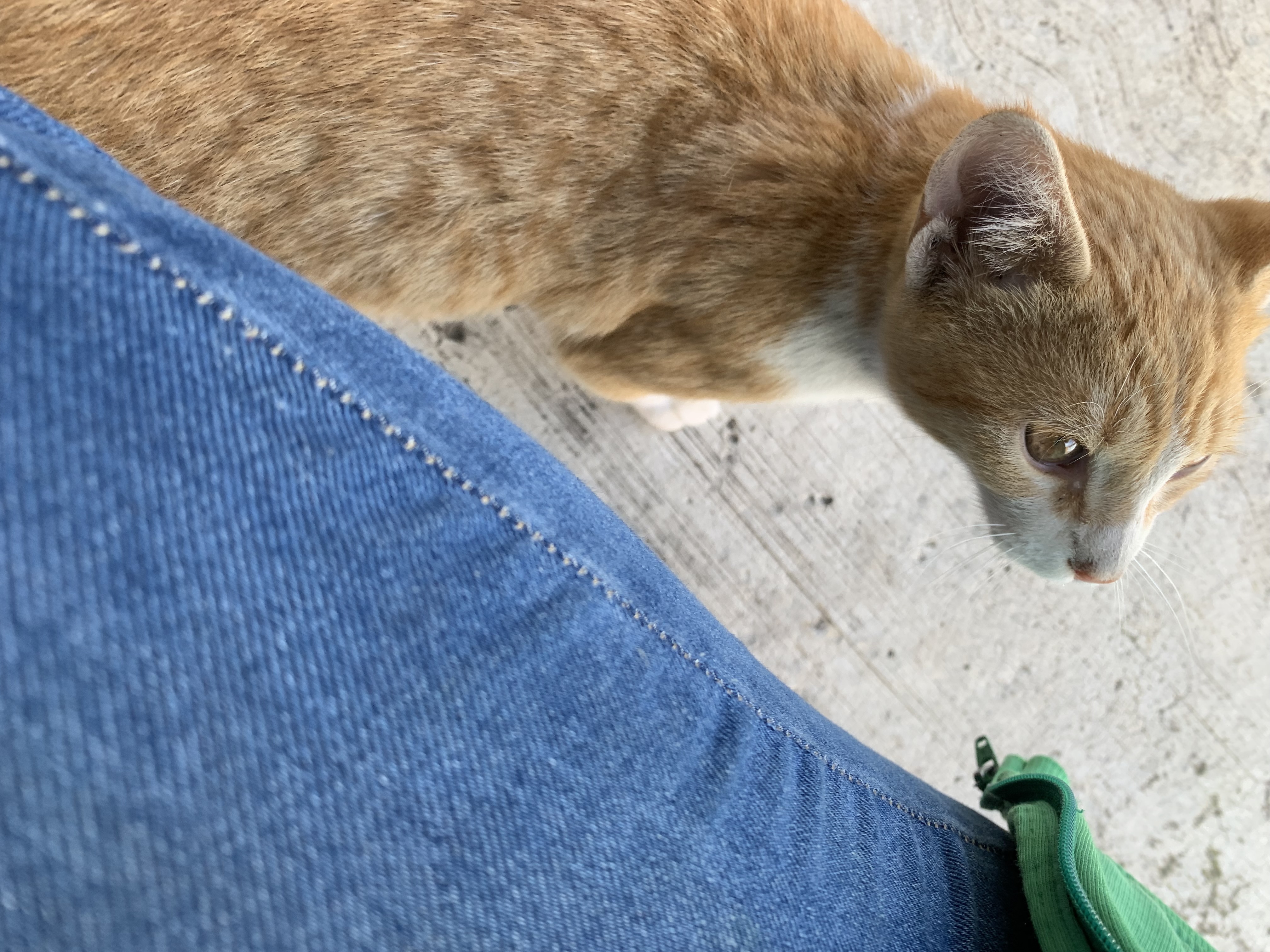 Gatito Limpio y Obediente Encontrado en Puebla