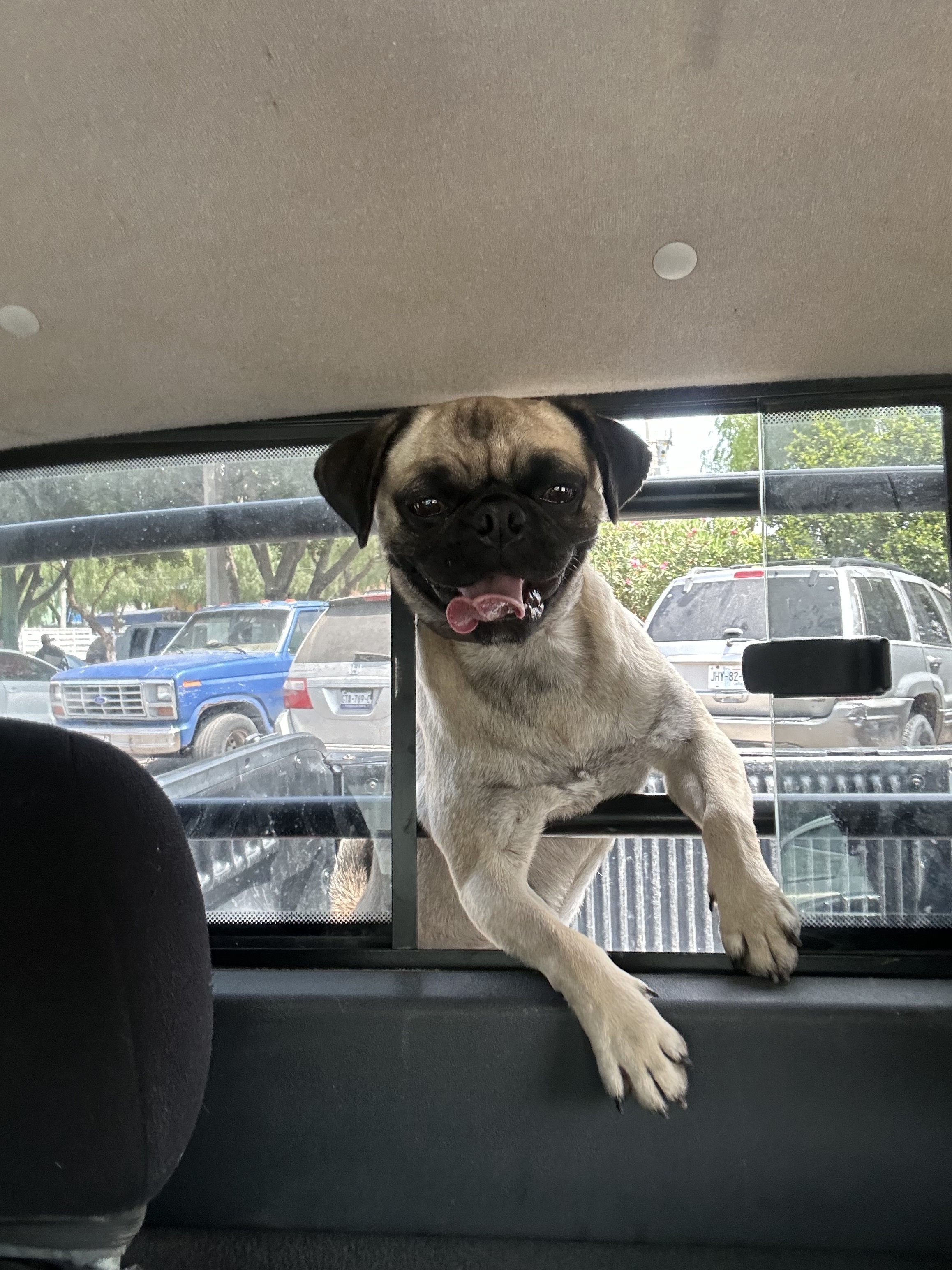 ¡Perro Pug Perdido! Responde a Mat o Gordito