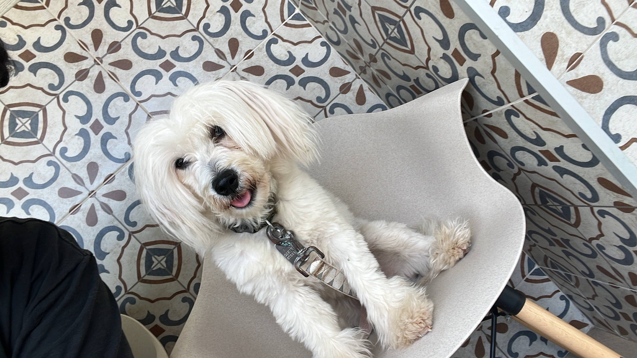 Perro perdido: blanco, ojos bi...