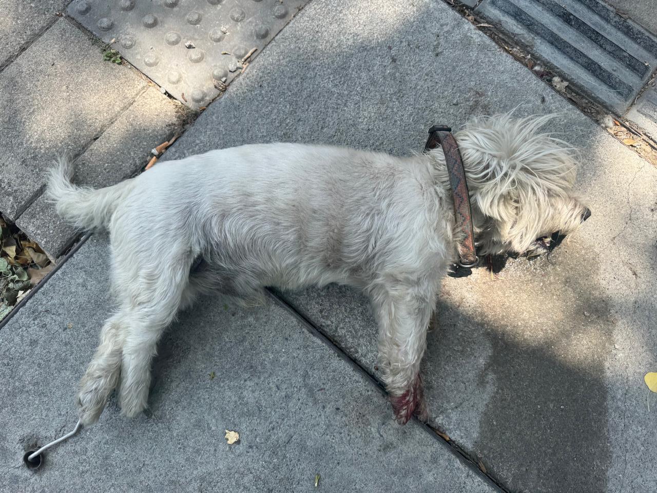 Animales encontrados San Pedro Garza Garcia, foto: Perrito Rescatado en San Pedro Garza García