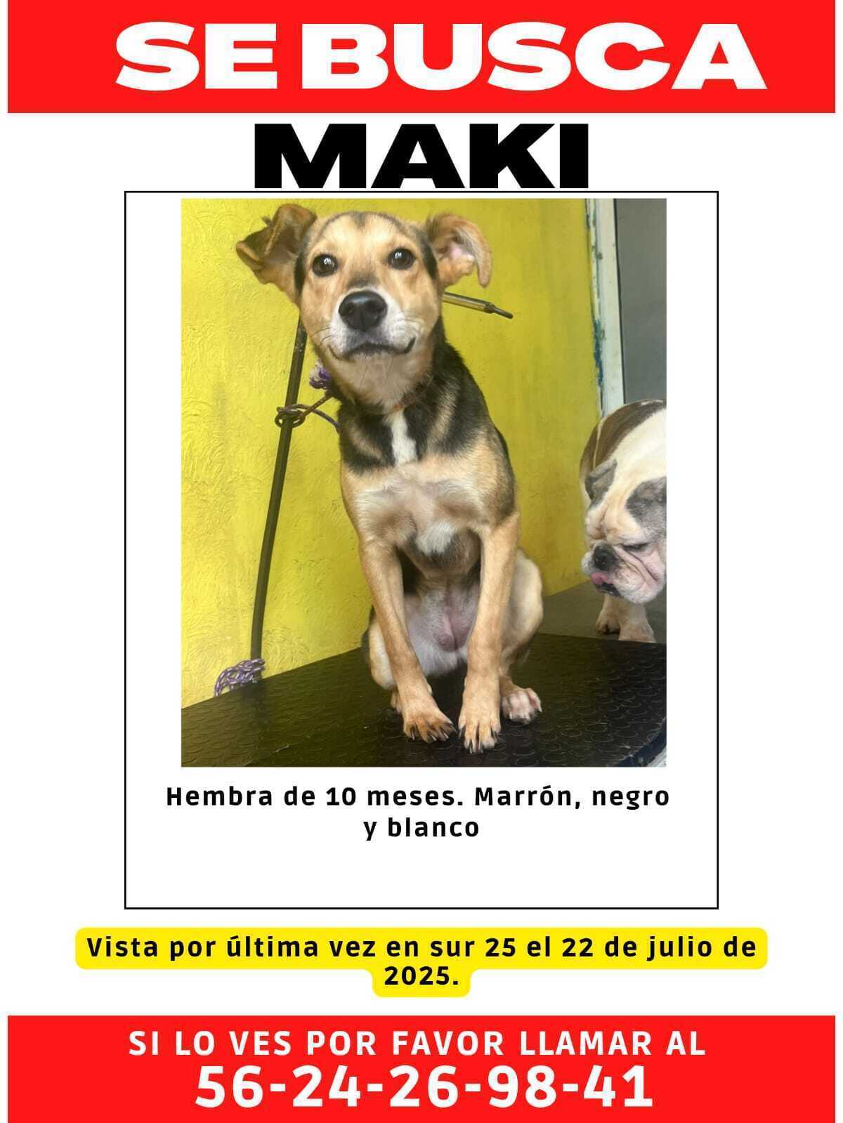 Perra Perdida: Hembra Joven en CDMX