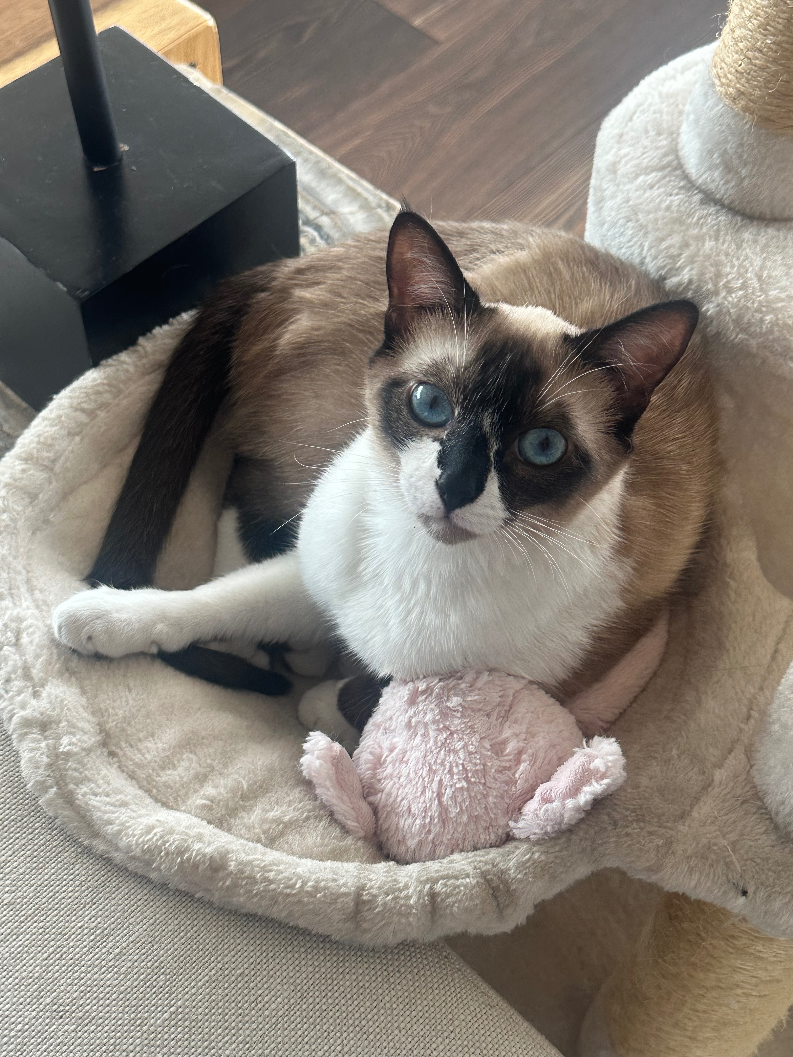 ¡Gato Perdido! Ojos Azules en...