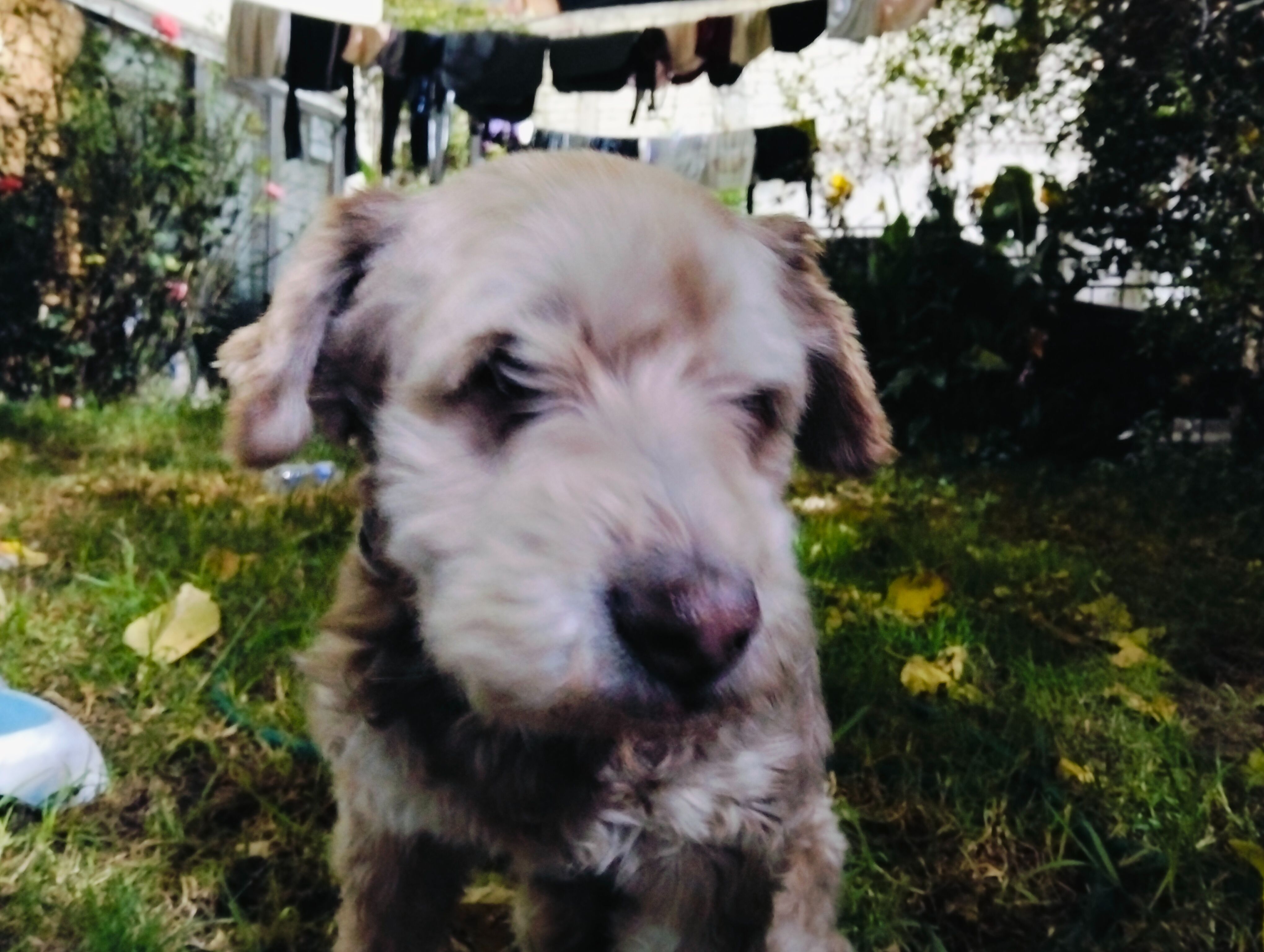 Perro Perdido: Níquel, Café y...