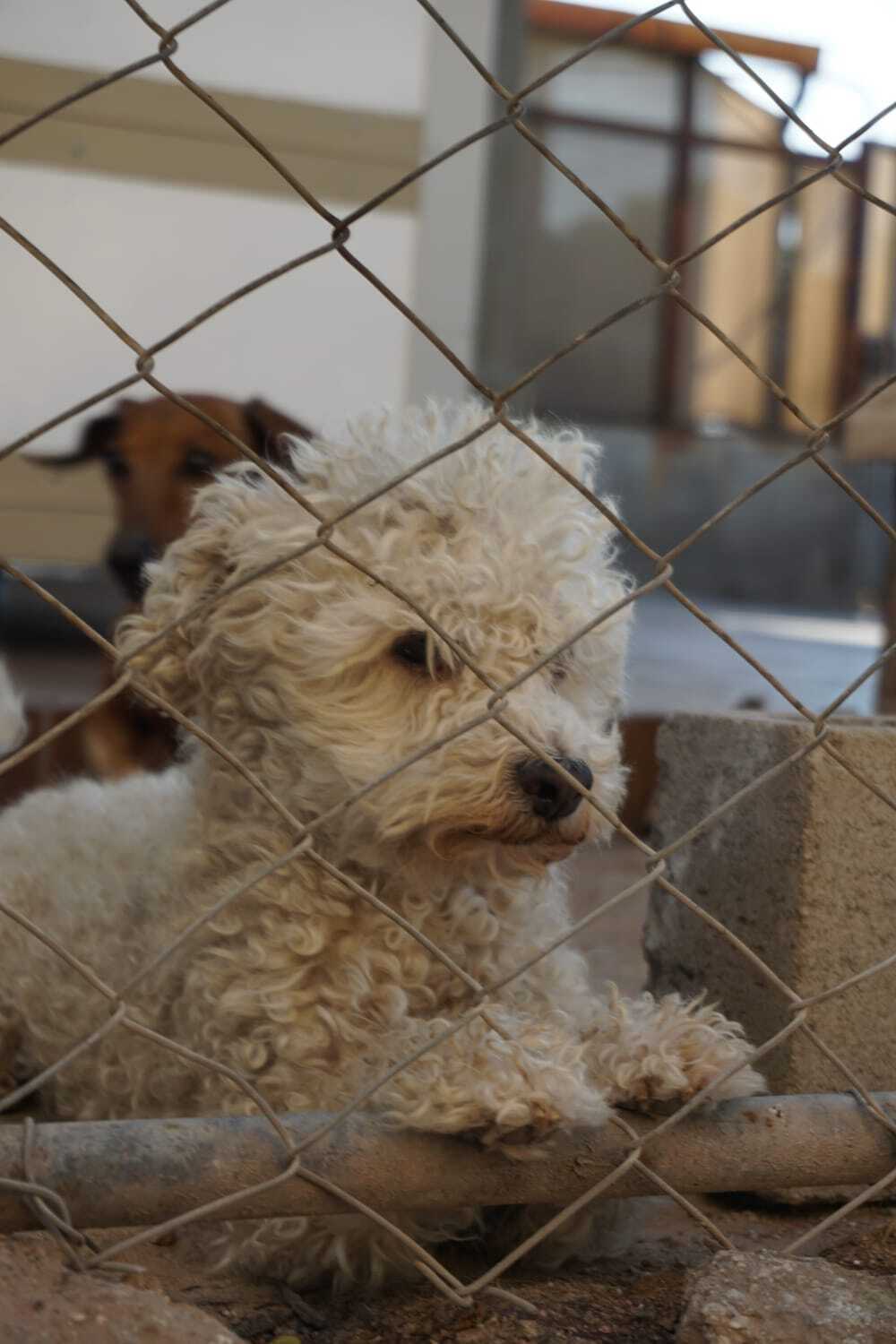 ¡Ayuda a encontrar a Fluffy, p...