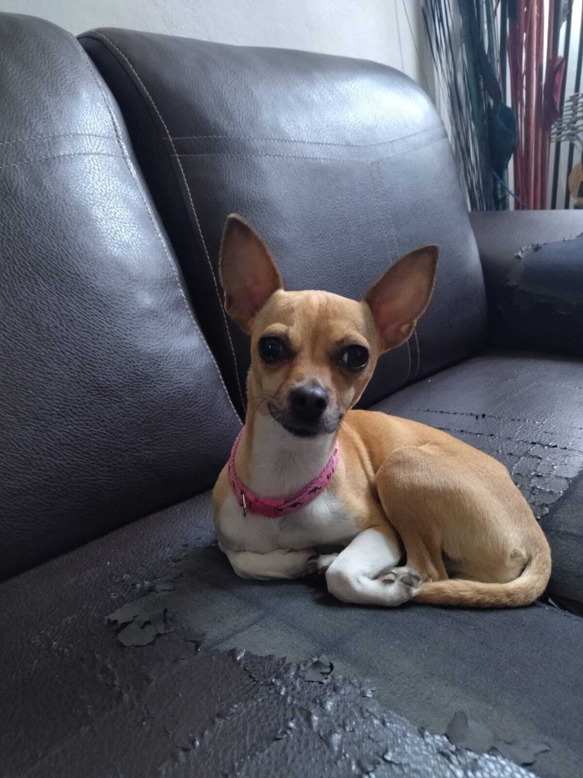 ¡Ayuda a encontrar a perrita c...