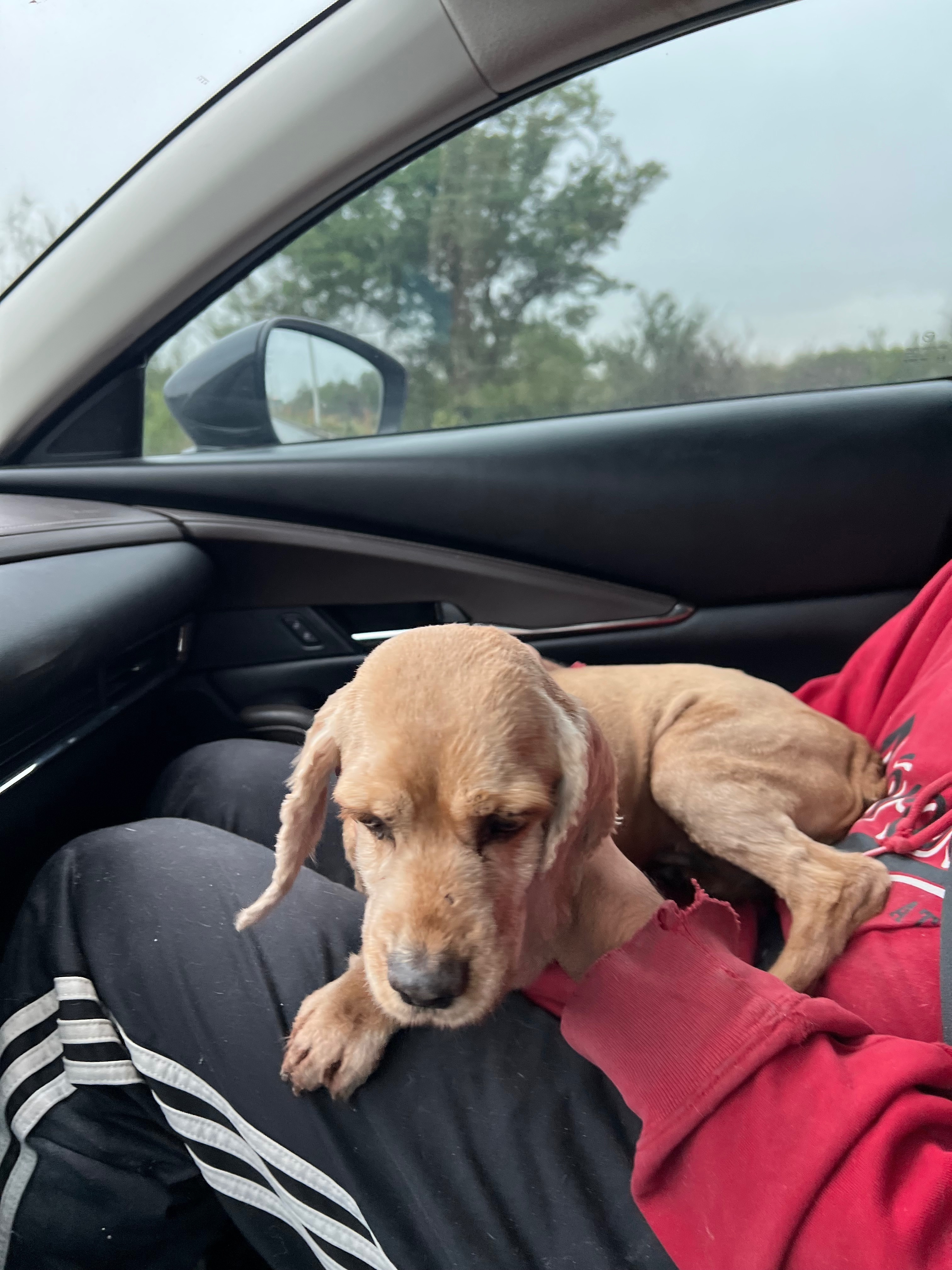 Cocker Spaniel Perdida en San Nicolás