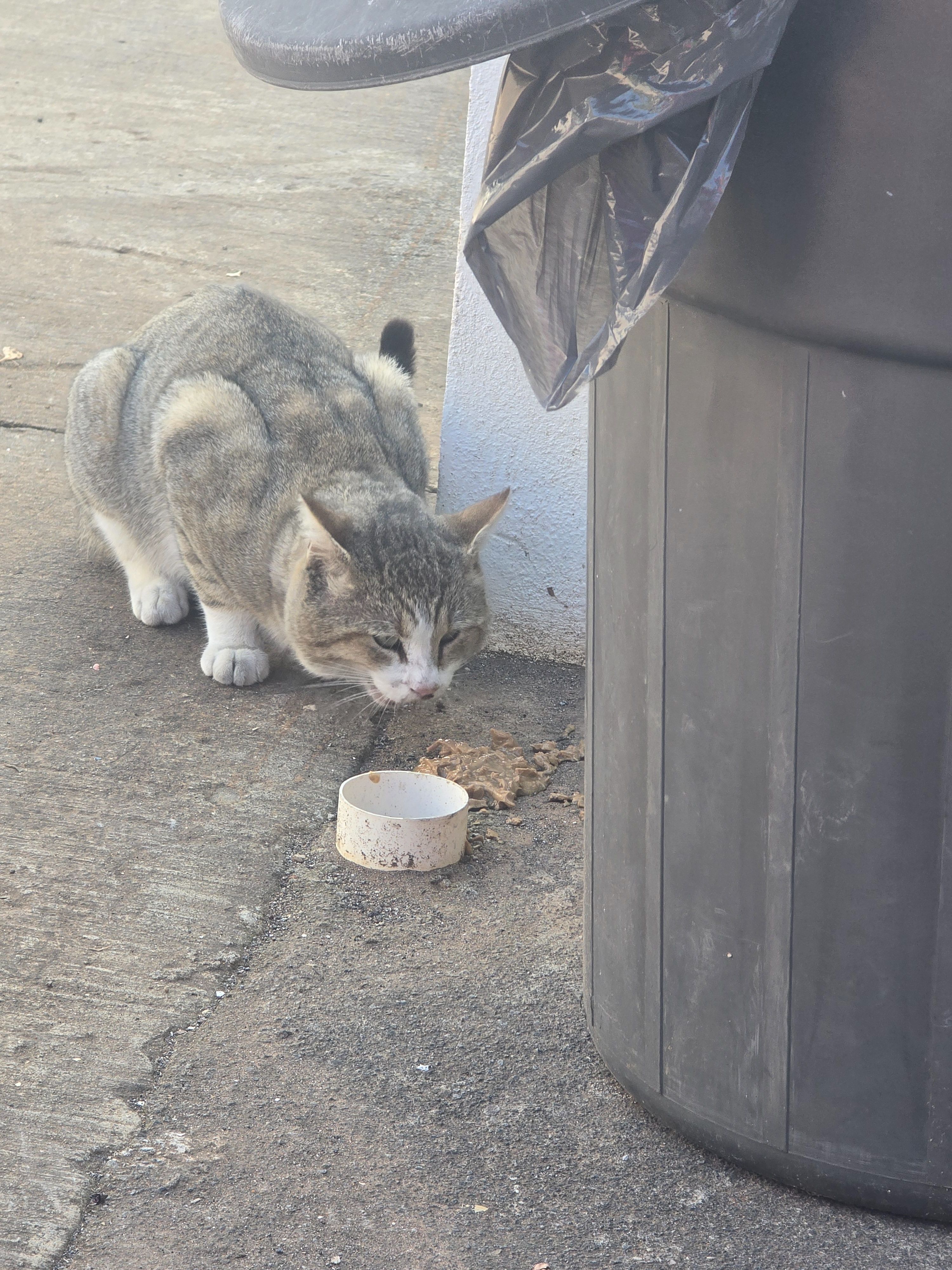 Gato Perdido en Jesús del Mont...