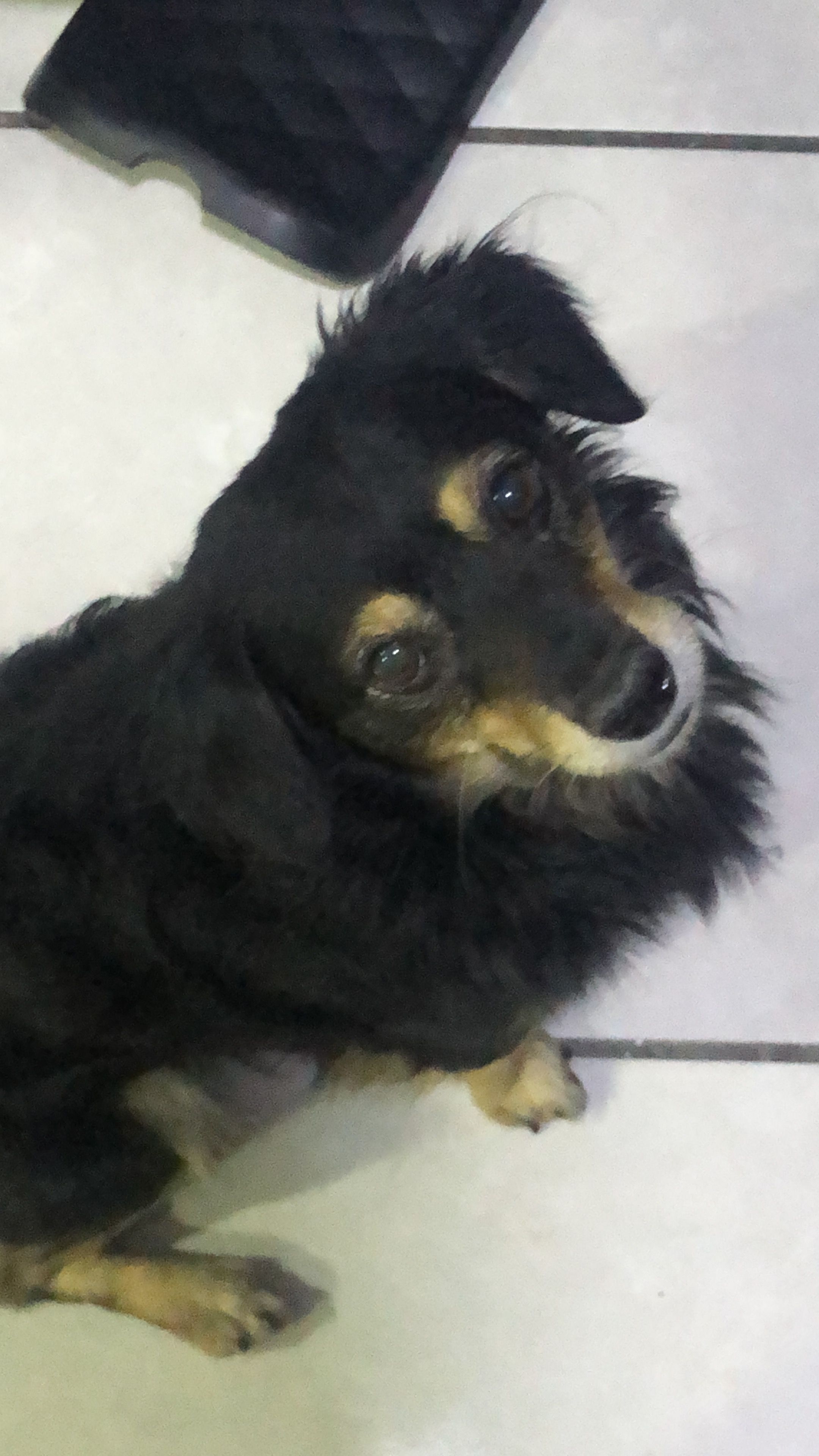 Se busca: Perro pequeño negro con manchas