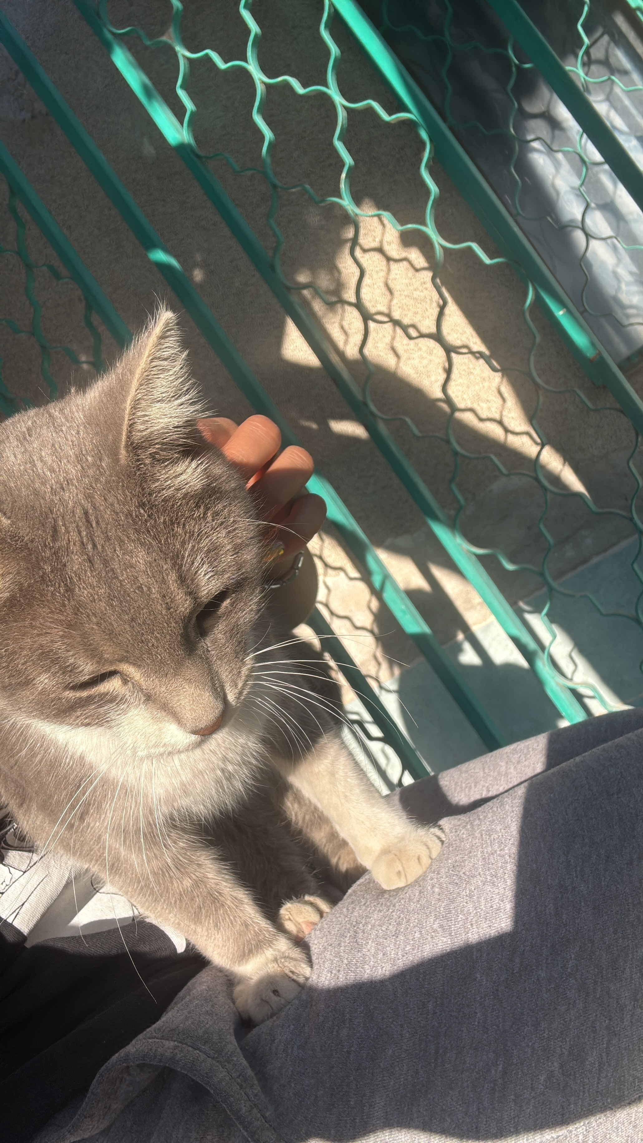 Gato Gris y Blanco con Ojos Am...