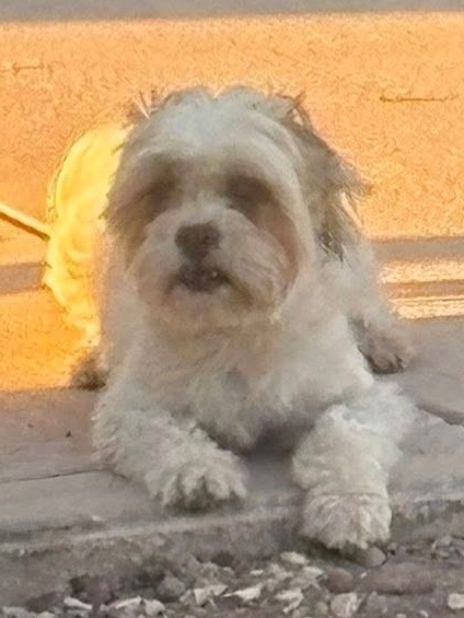 Perro Shi Tzu perdido en Los Pinos, Guaymas