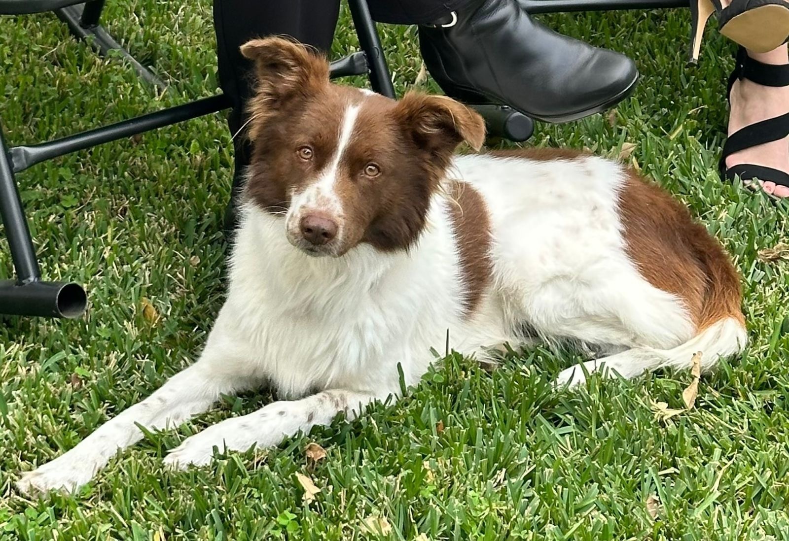 Perro Criollo Perdido en Río Amazonas 113