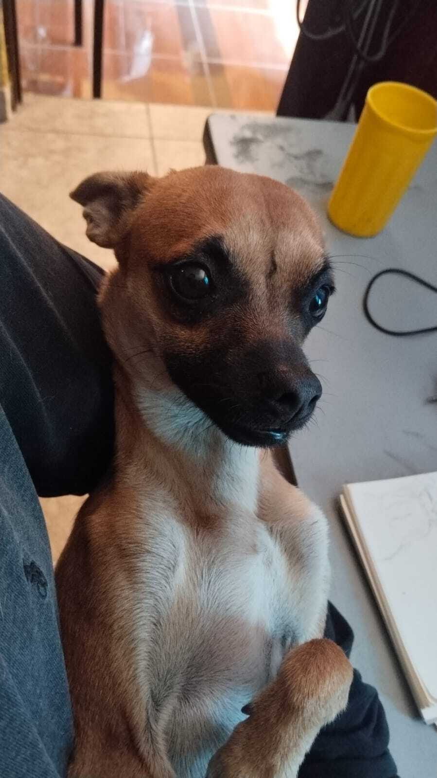 Chihuahua Perdido en Calle Séptima, Saltillo