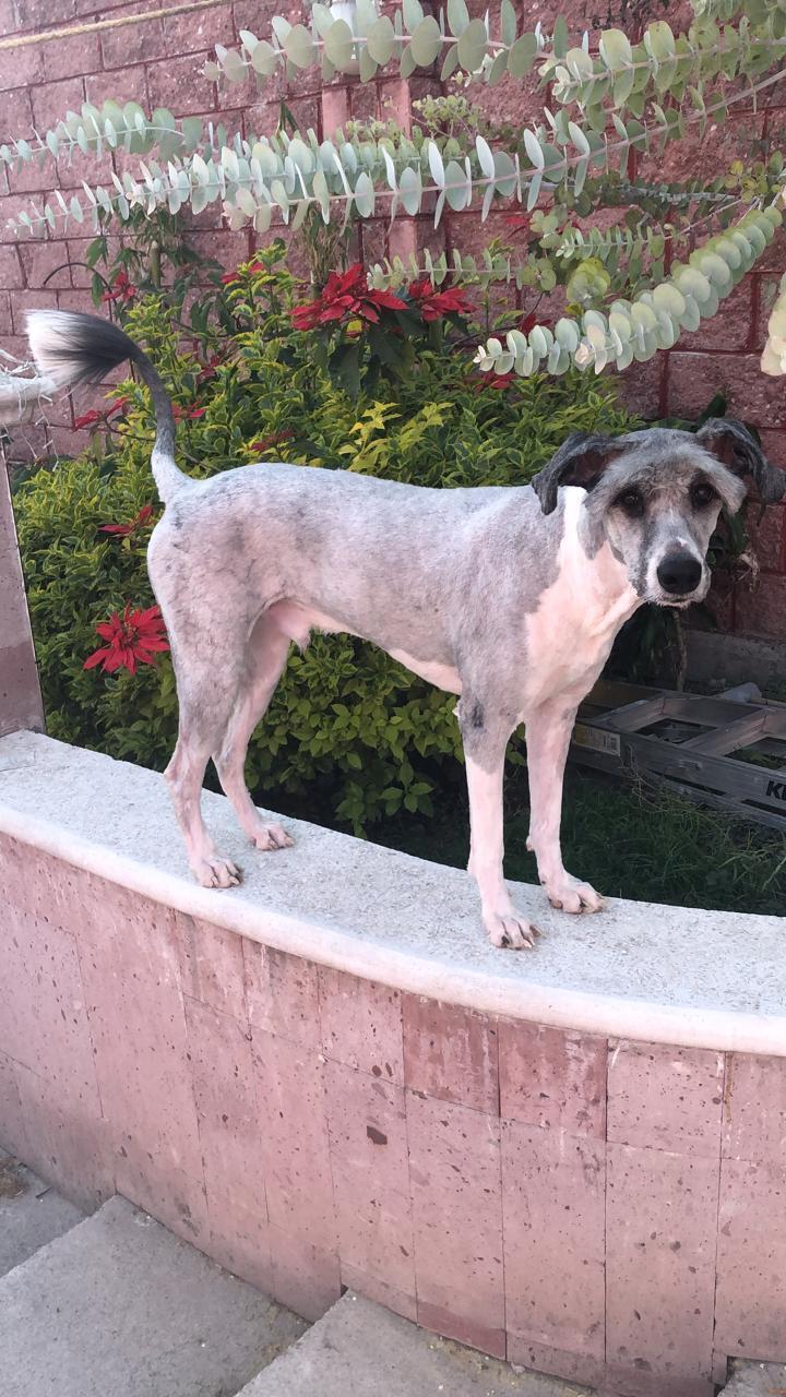 Perro Perdido: Mancha Rosa en el Hocico