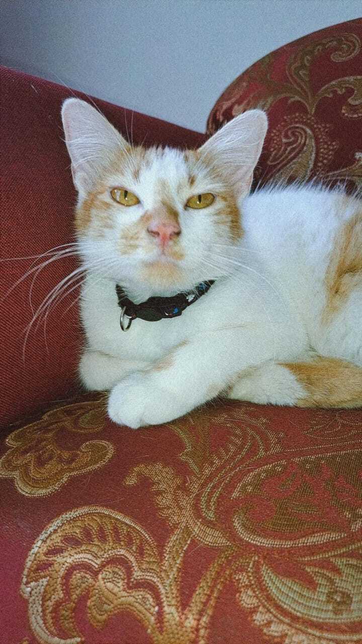 ¡Ayuda! Gato perdido en Autlán...