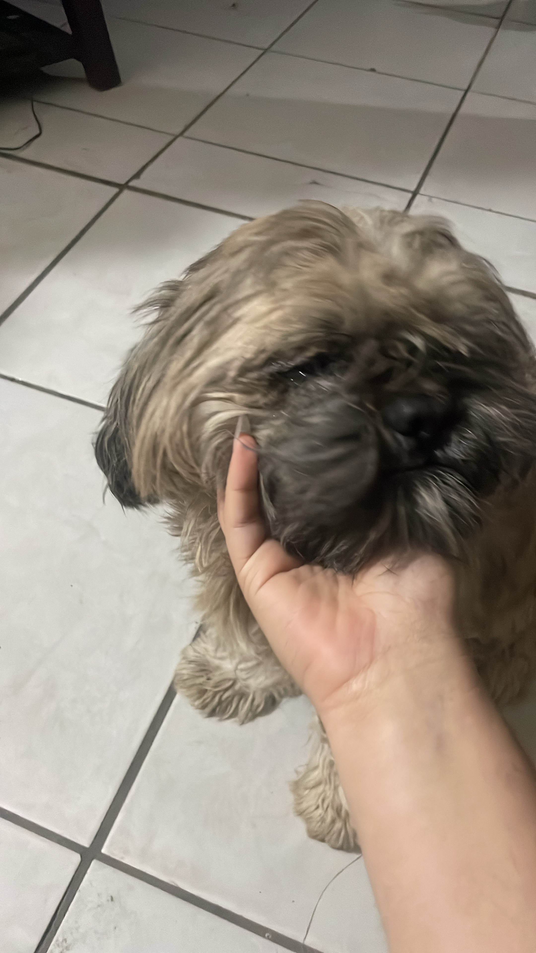 Perrito Café Chato Encontrado en Mexicali