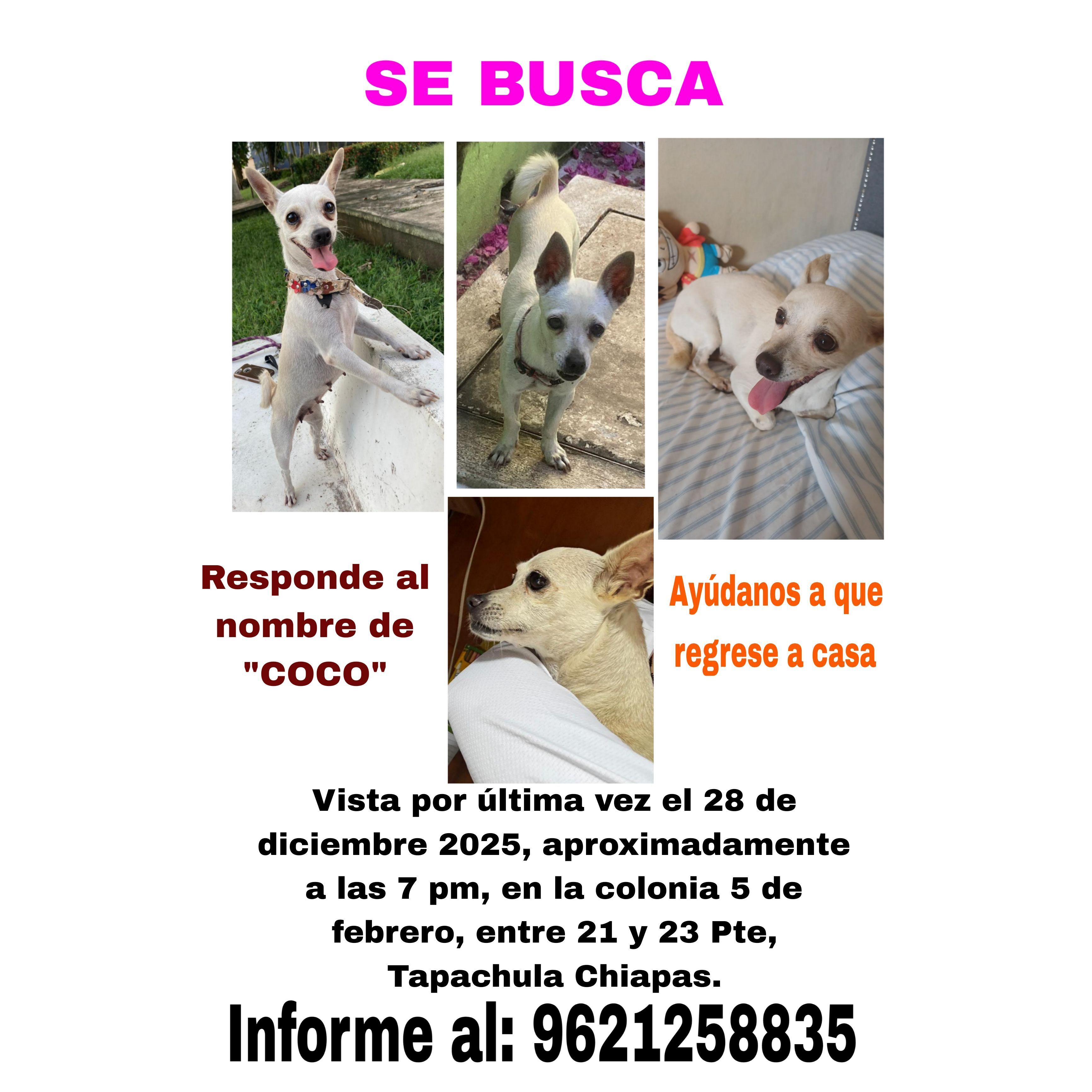 Chihuahua Blanco Perdido en Ta...