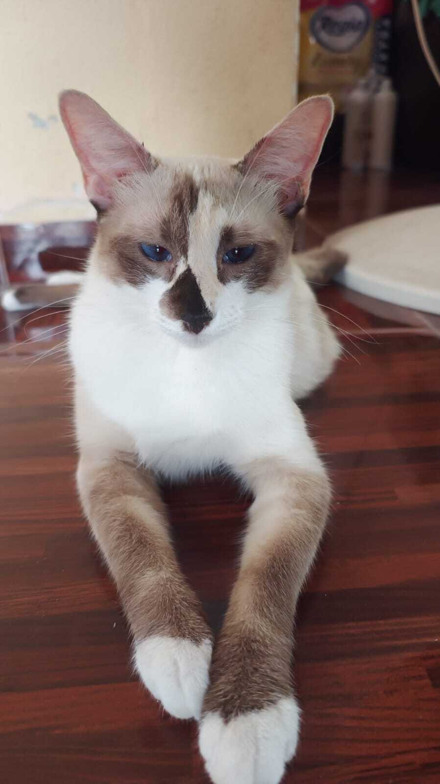 Gato Siamés Perdido: Mancha Ne...