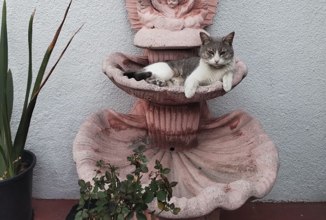 Gato Gris y Blanco Perdido en Naucalpan