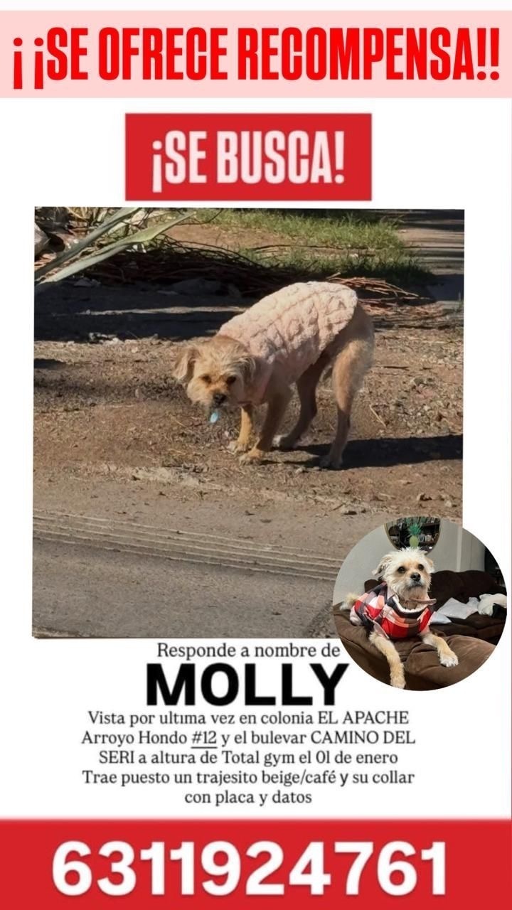 Perro Perdido: Suéter Beige, Camino del Seri