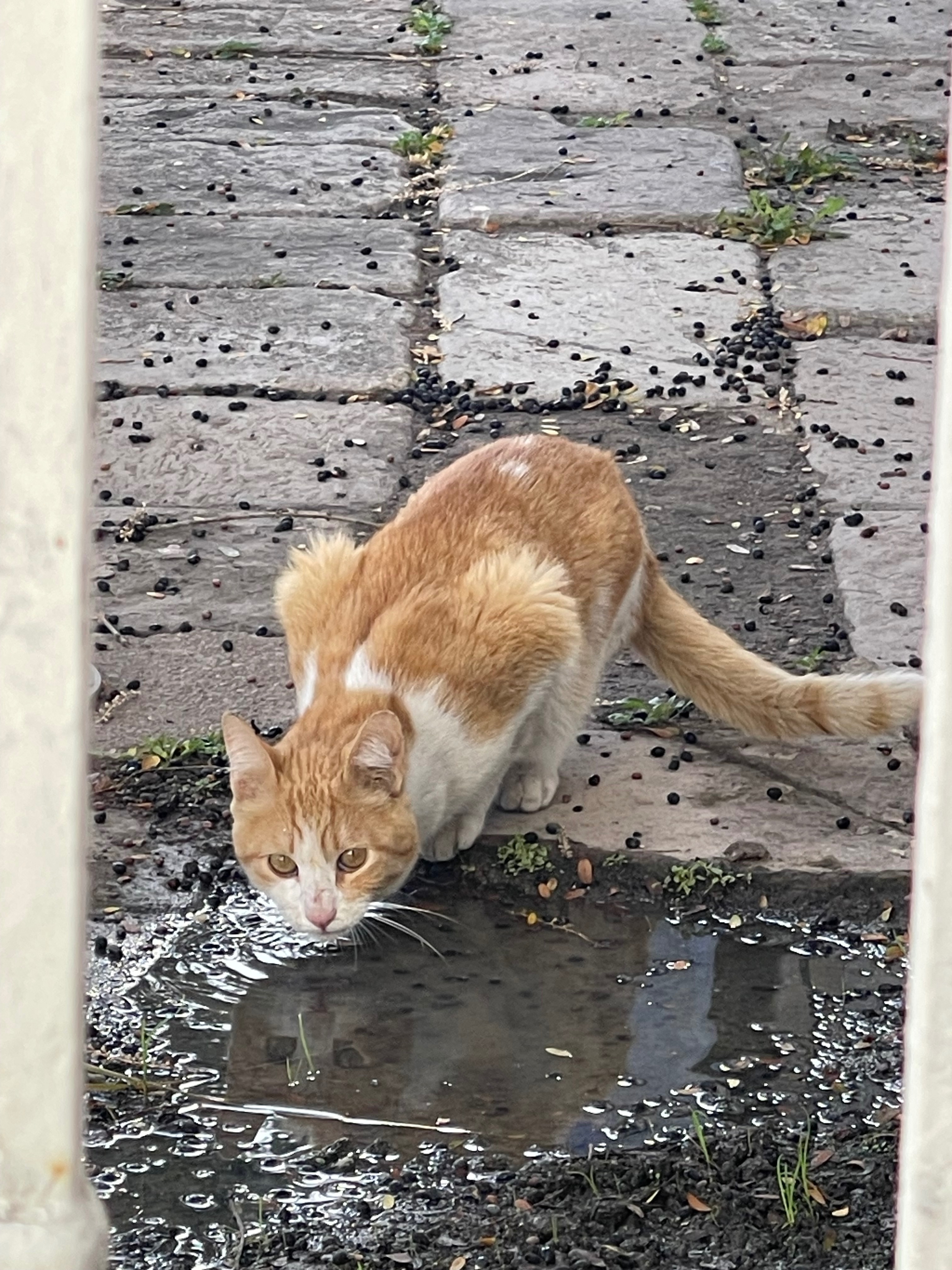 Gato naranja y blanco perdido...