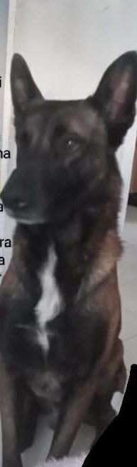 Pastor Belga Malinois Perdido en Alborada