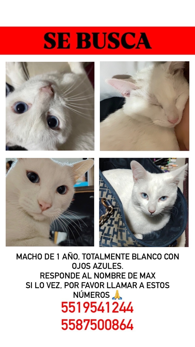 Gatito Blanco Max Perdido en Neza