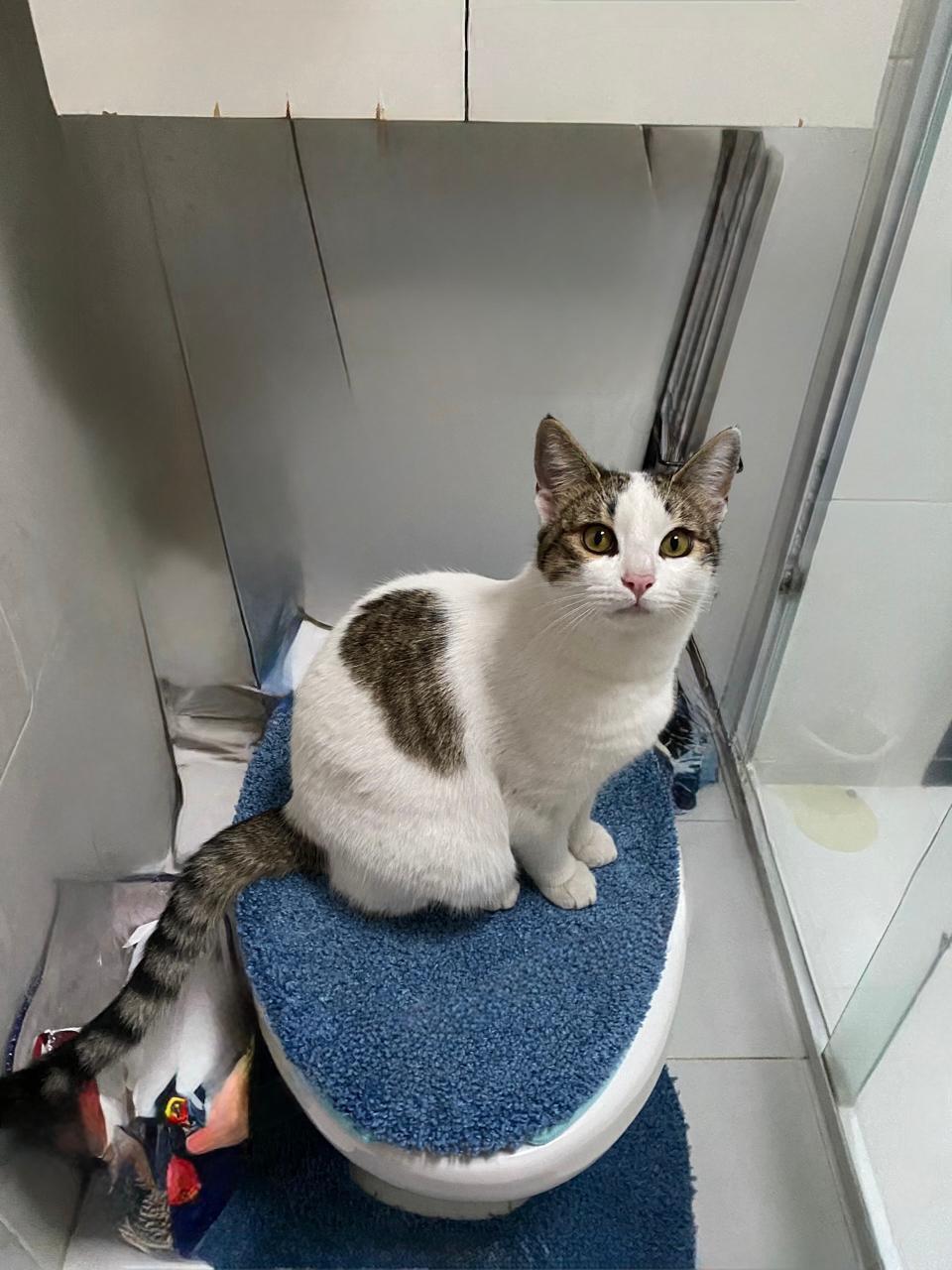 Gato Blanco Perdido con Collar Naranja en Toluca