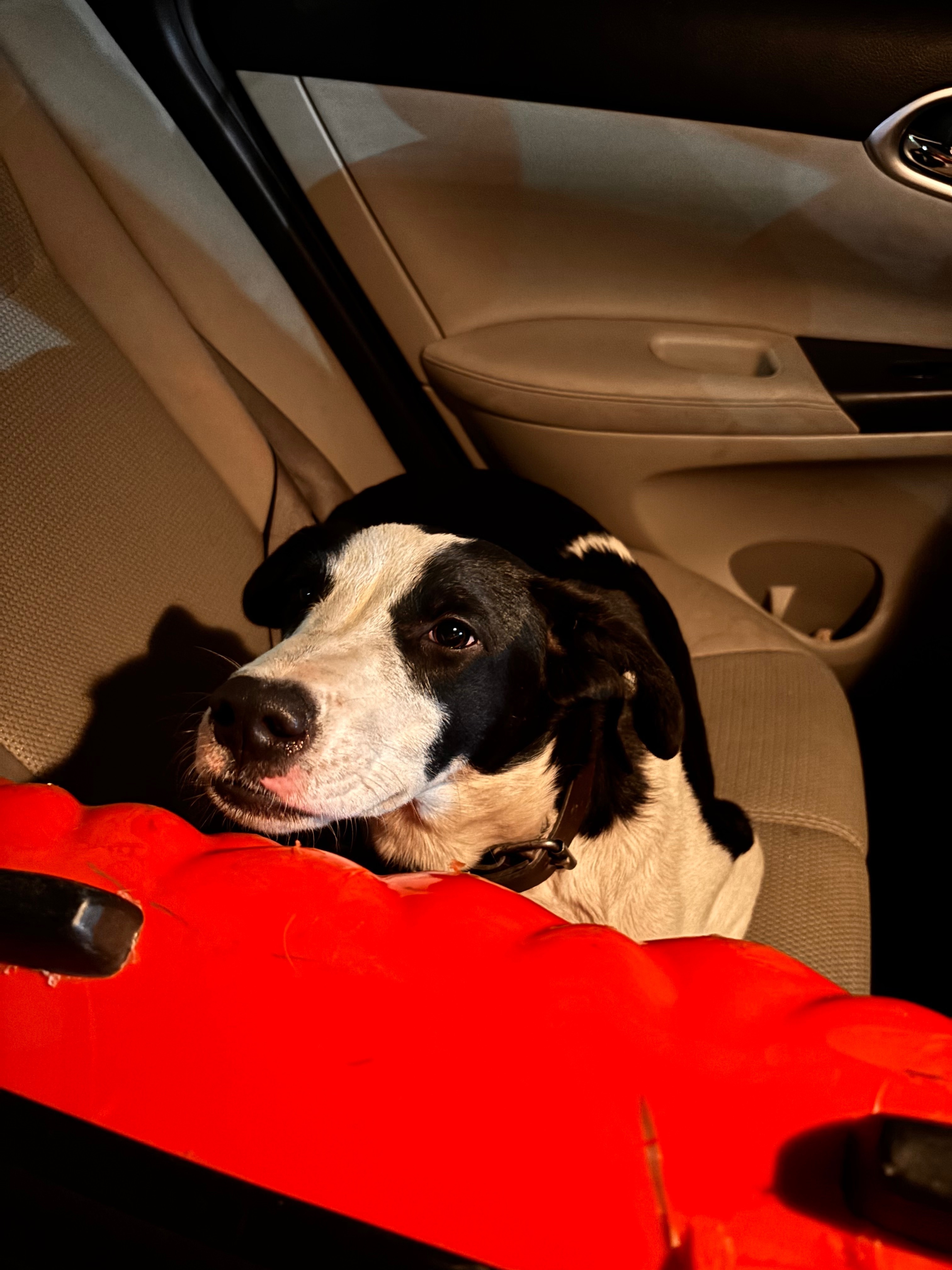 Perro mestizo blanco y negro h...