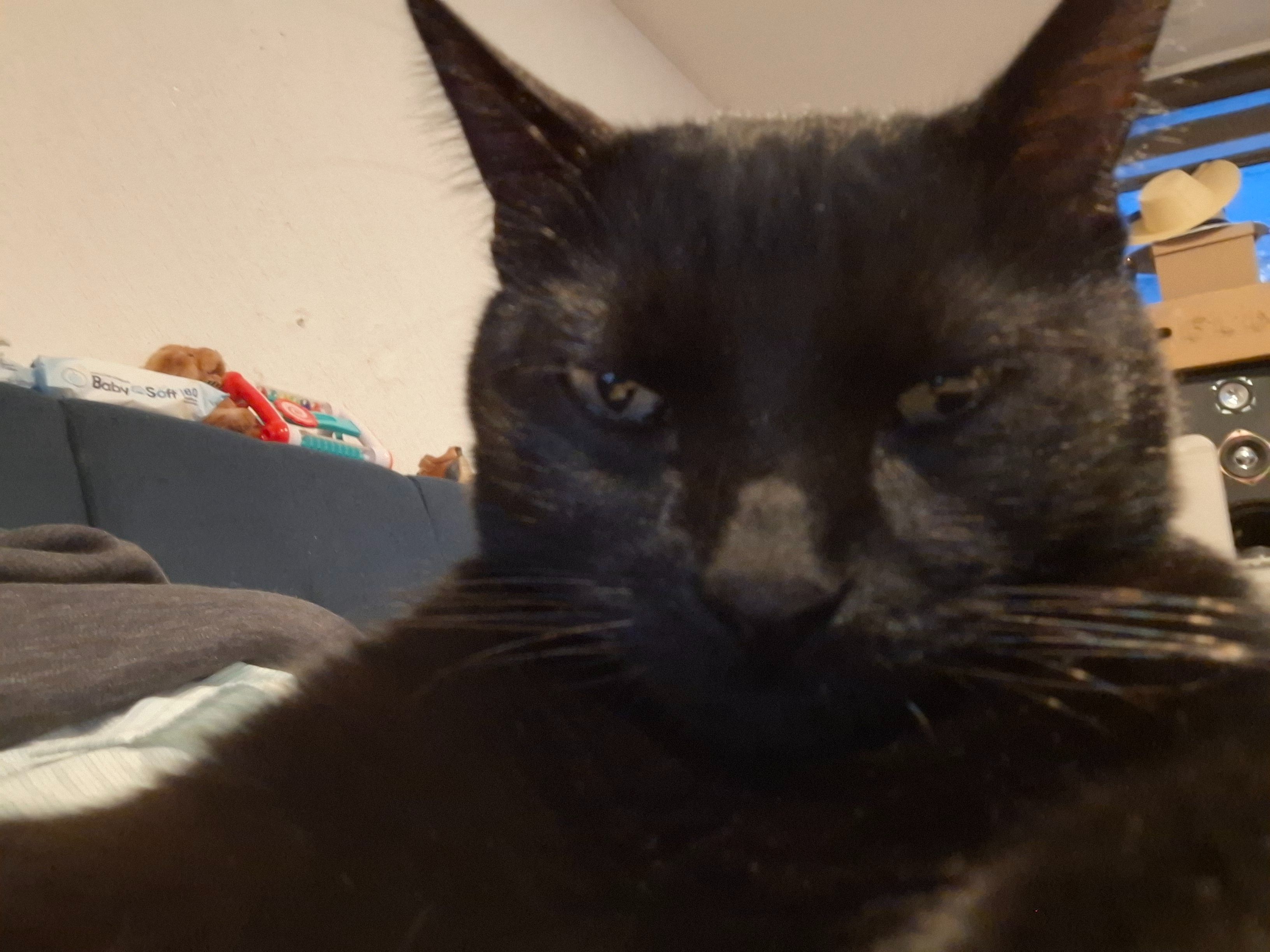 ¡Ayuda! Gato negro perdido en Naucalpan