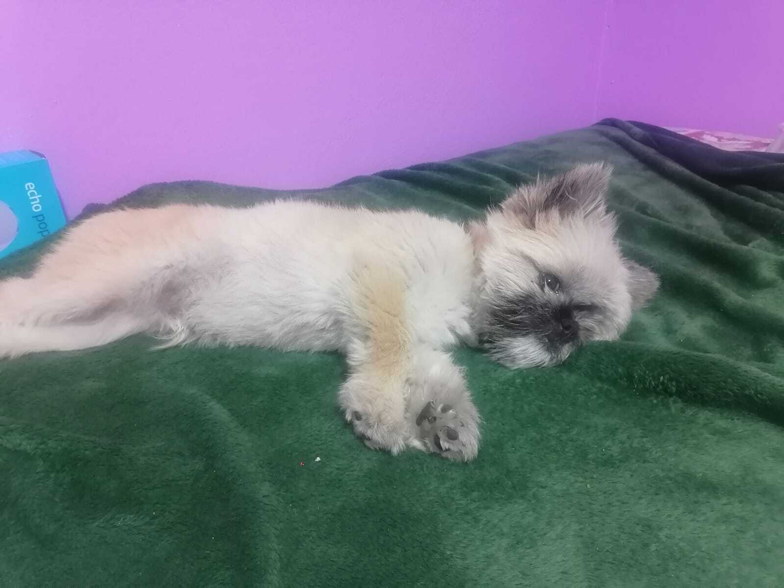 Perro Perdido: Café y Negro en Primo Tapia