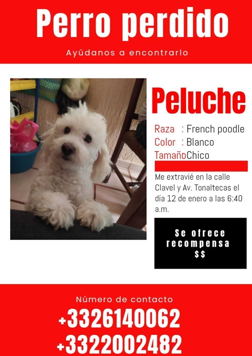 Peluche: Perro Blanco Perdido en Tonaltecas