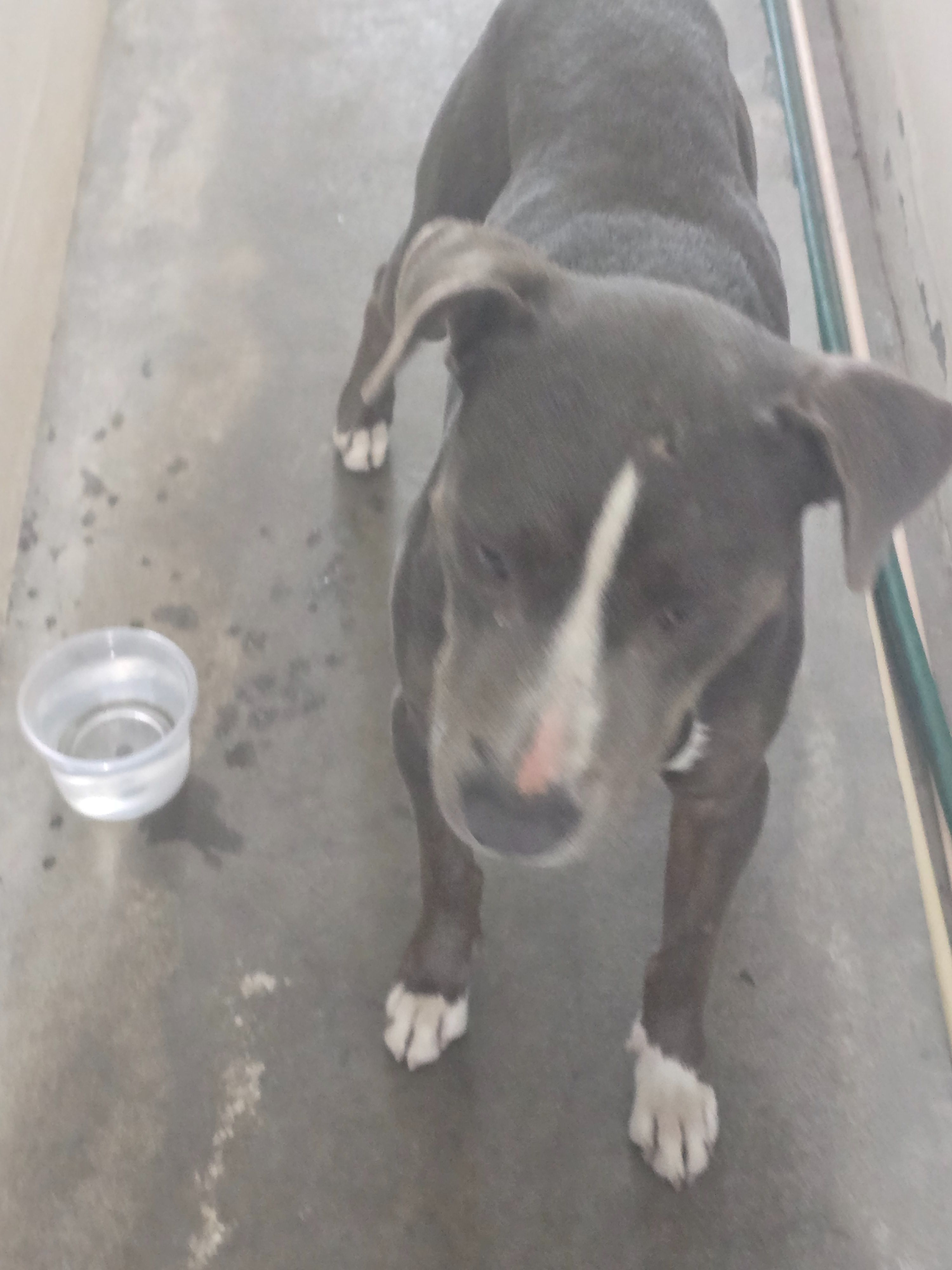 Pitbull Gris Perdido en Av. Ba...
