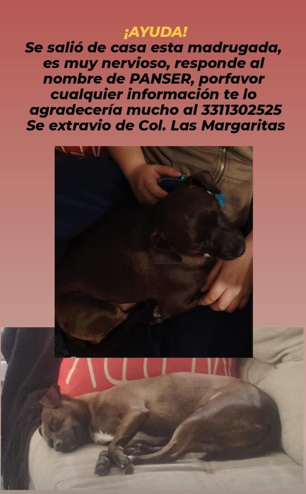 Perro Perdido en Zapopan: Negro con Línea Blanca