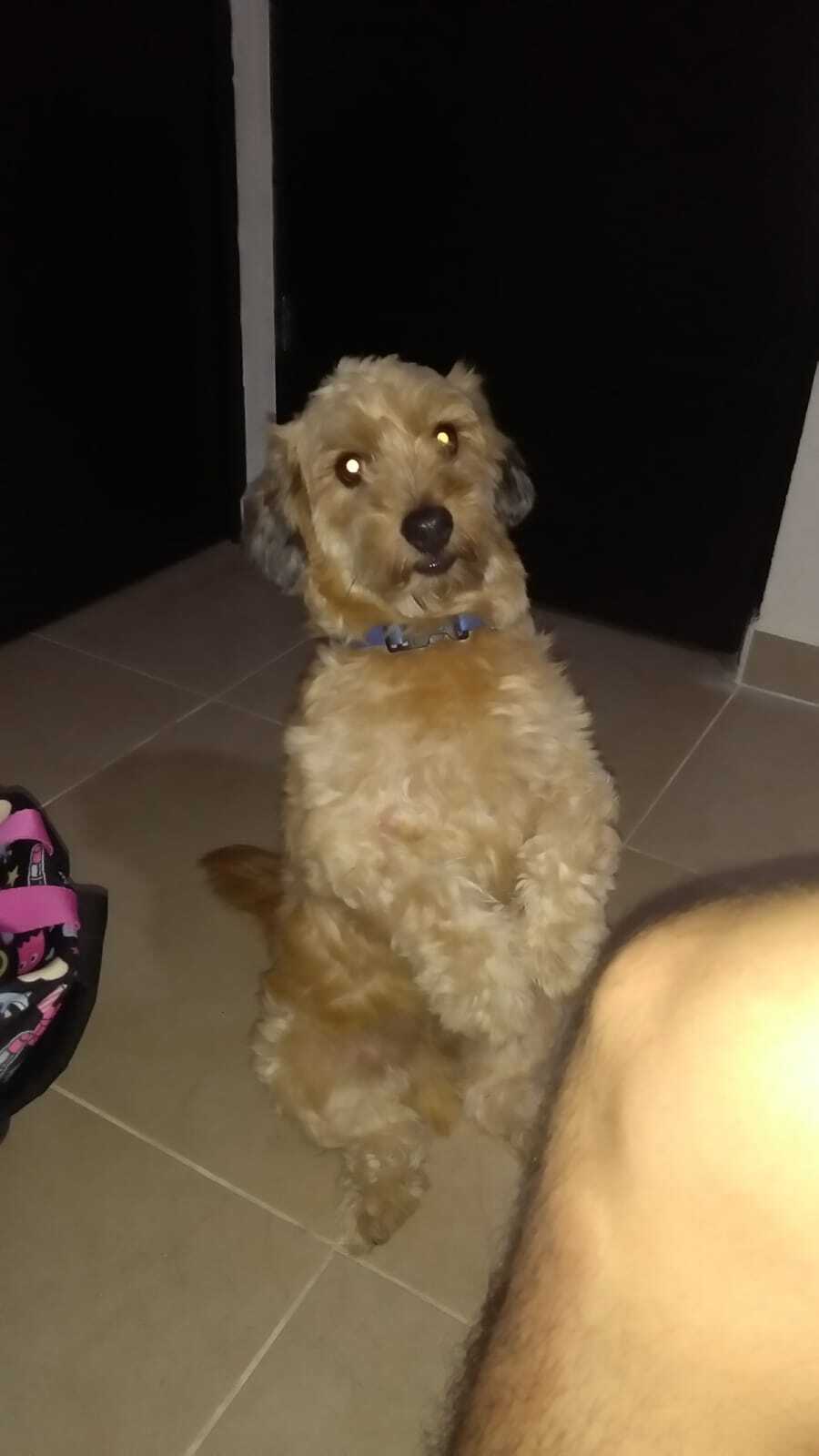 Perro Perdido en Playa del Carmen - Muy Amigable