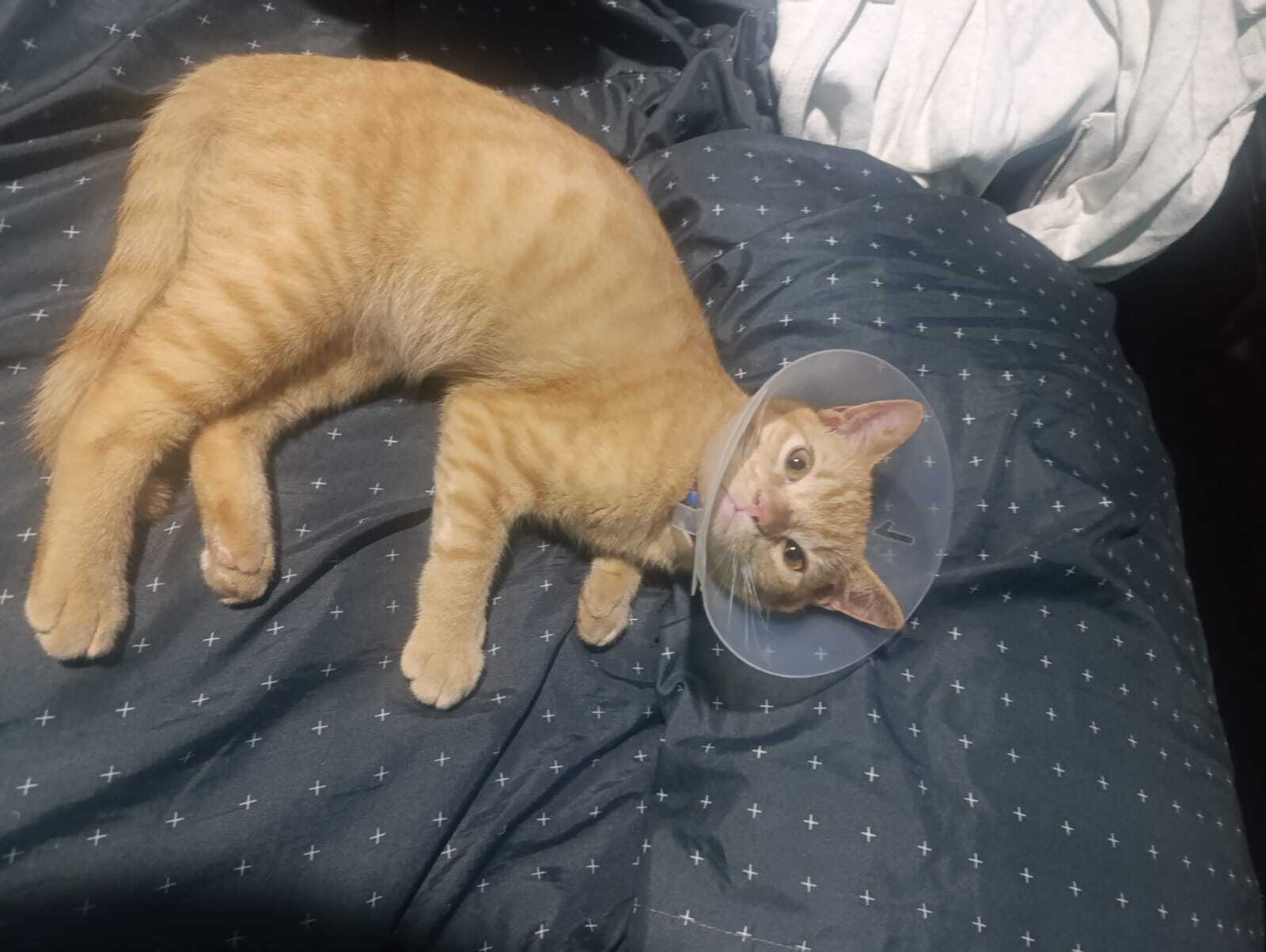 Gato perdido: cojea, collar co...