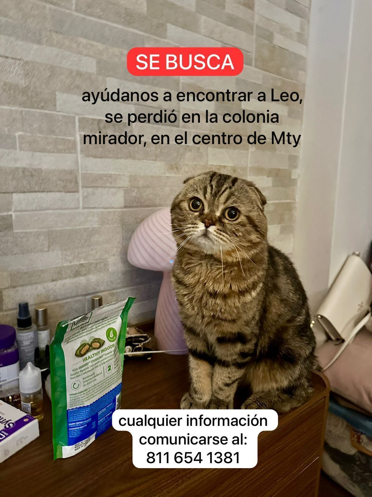 Gatito atigrado, con orejas chiquitas, cara redonda y de composición grande. Parece búho