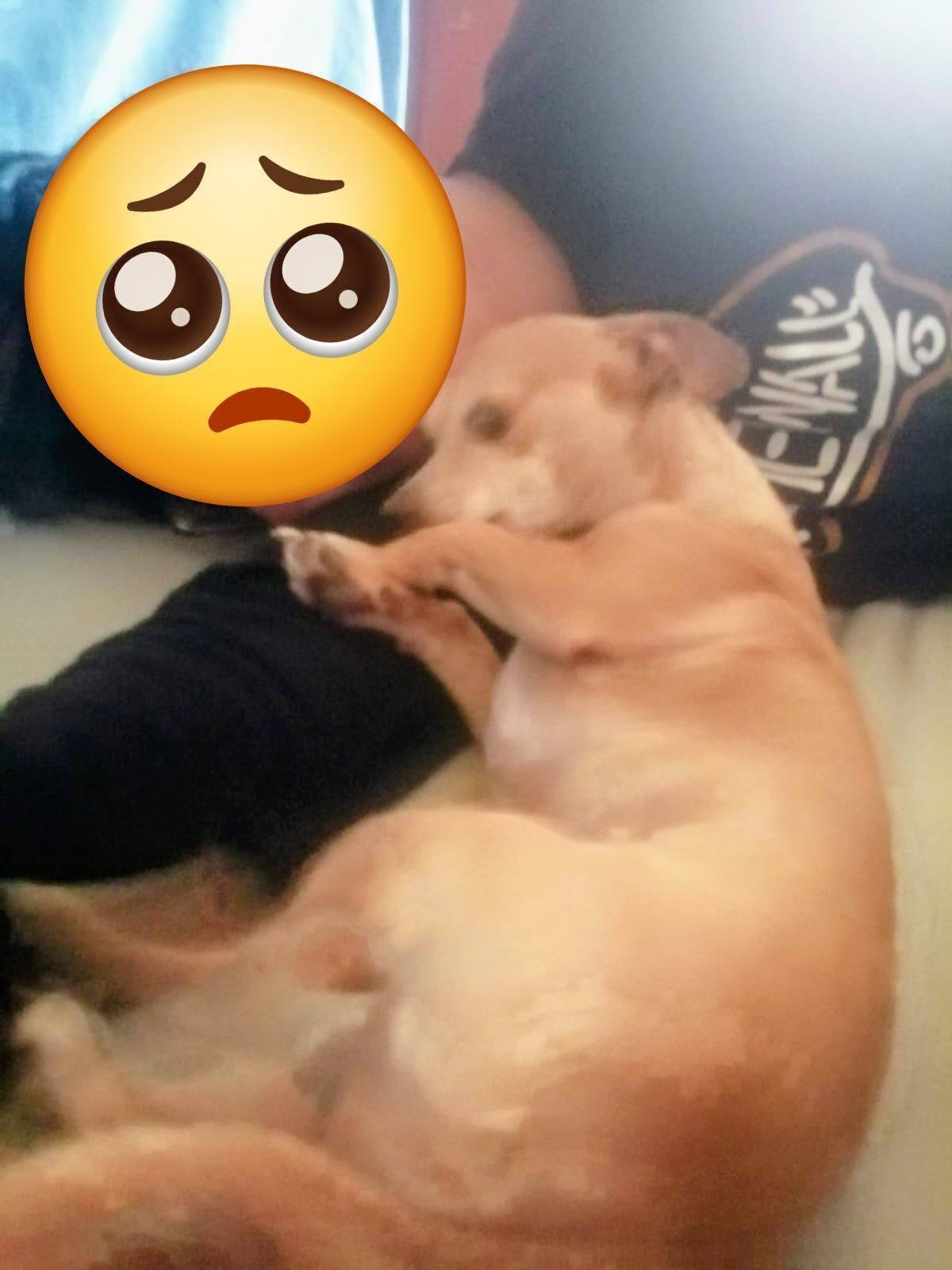 Perro perdido con colmillos visibles en CDMX