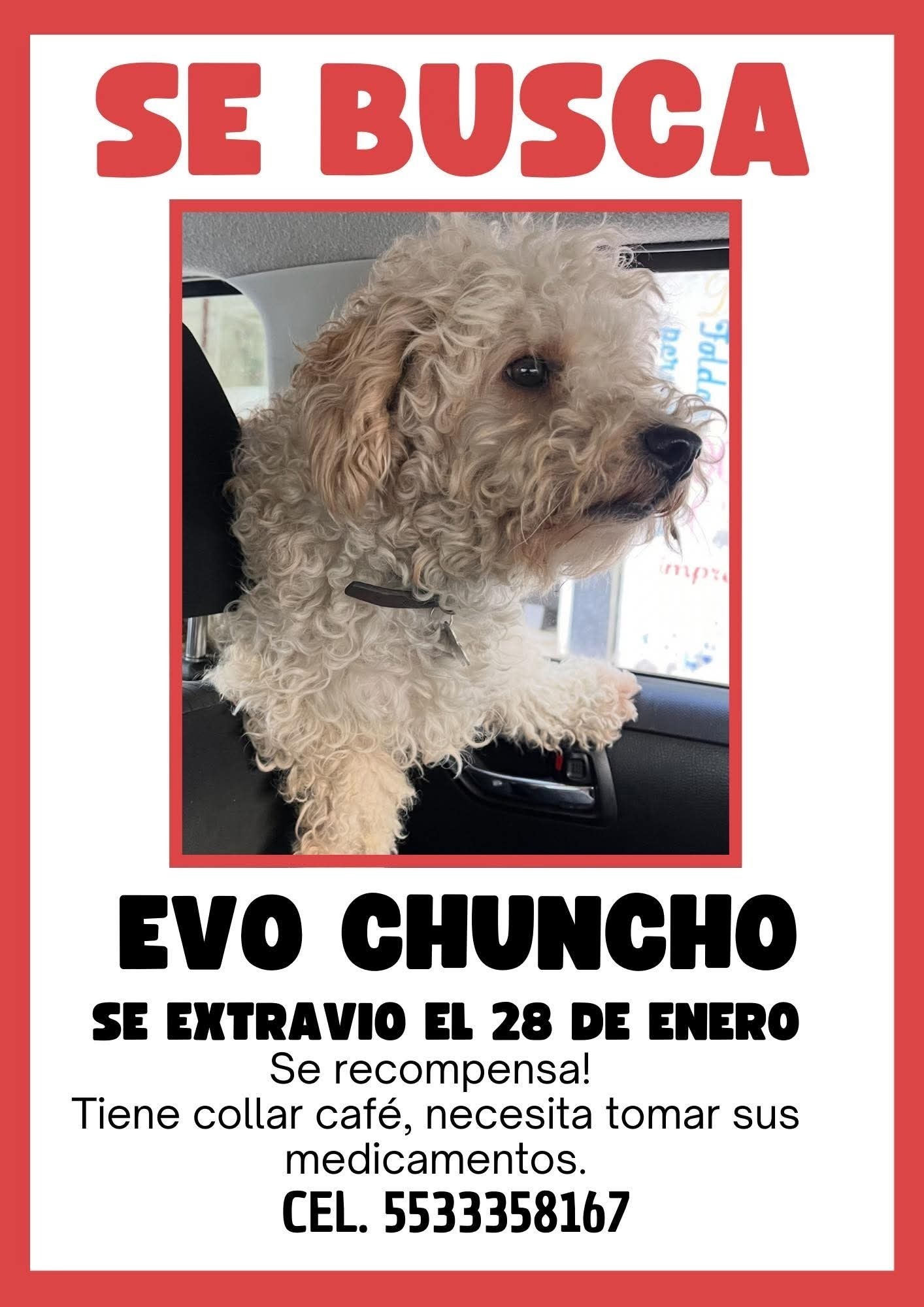¡Perro perdido en Chimalhuacán! Collar café