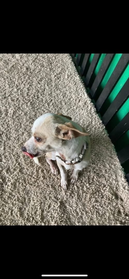 ¡Ayuda! Chihuahua Perdido en N...