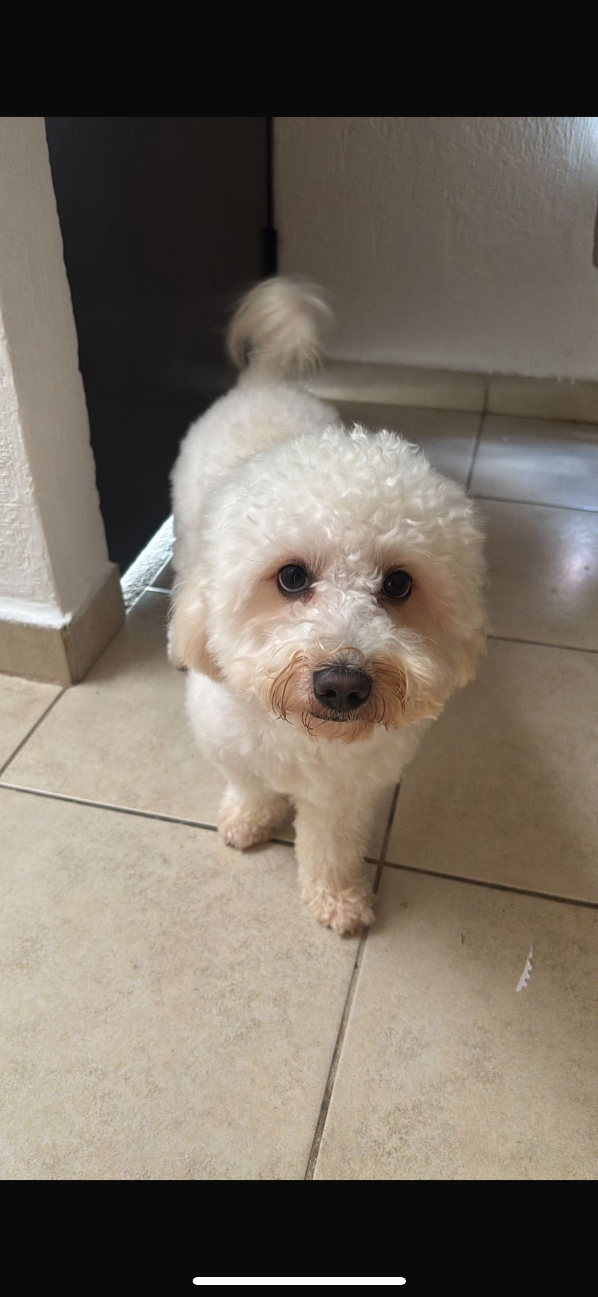 Perro Maltés Perdido en Playa del Carmen