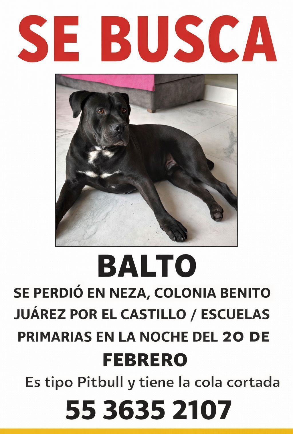 ¡Ayuda a Encontrar a Pitbull Perdido en Neza!