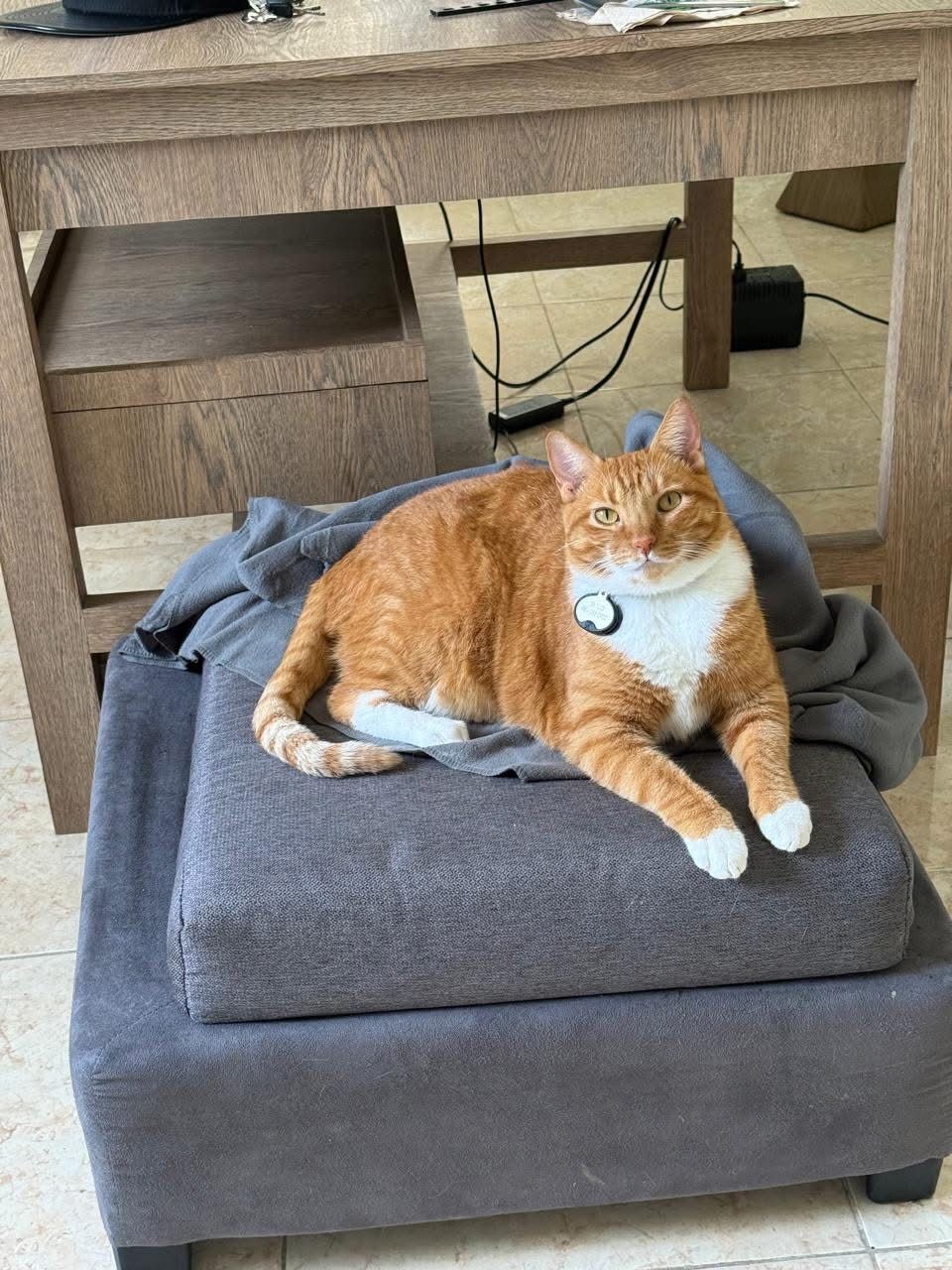 Gato Atigrado Naranja Perdido en Playa