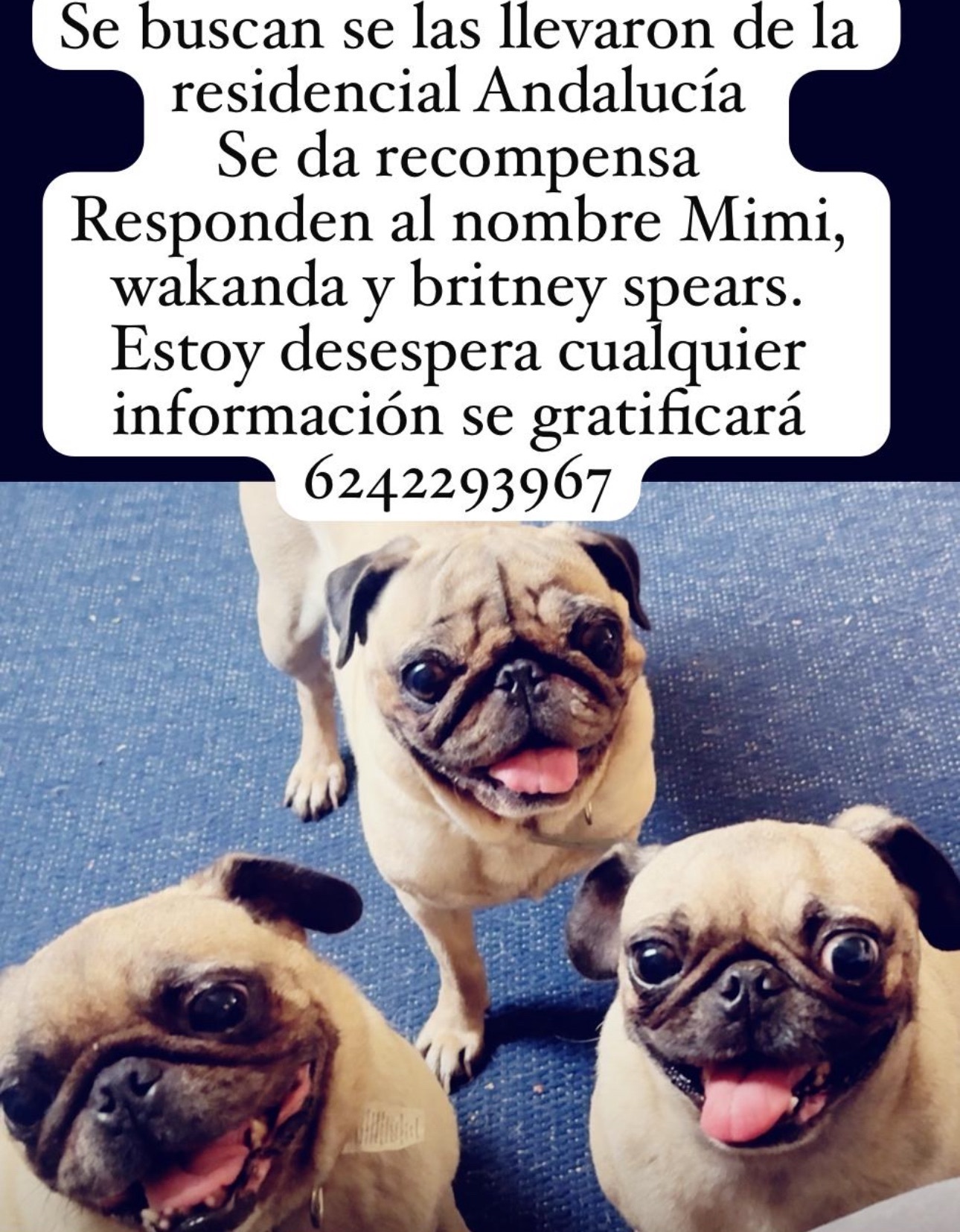 Pugs Perdidos en Andalucía, Culiacán