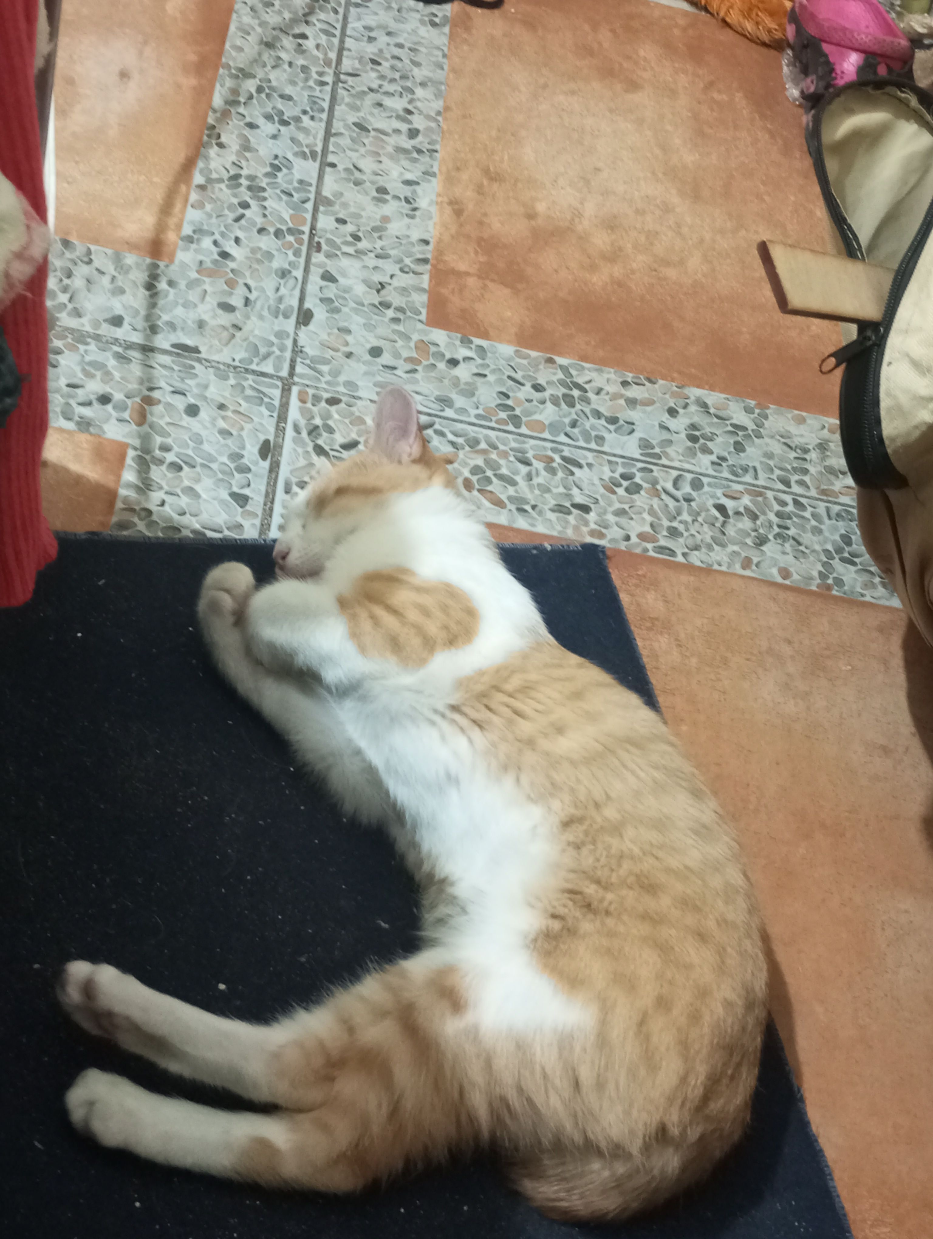 ¡Ayuda! Gato Naranja Perdido en Cuautitlán