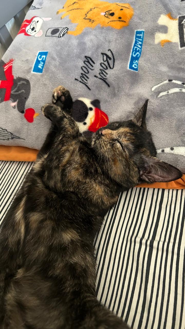 Gato perdido, hembra, Calle Sienita, 1803, Zapopan, Guadalajara — carey de cara negra y naranja - photo