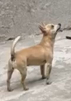 ¡Perdida! Chihuahua Beige-Canelo en Xico