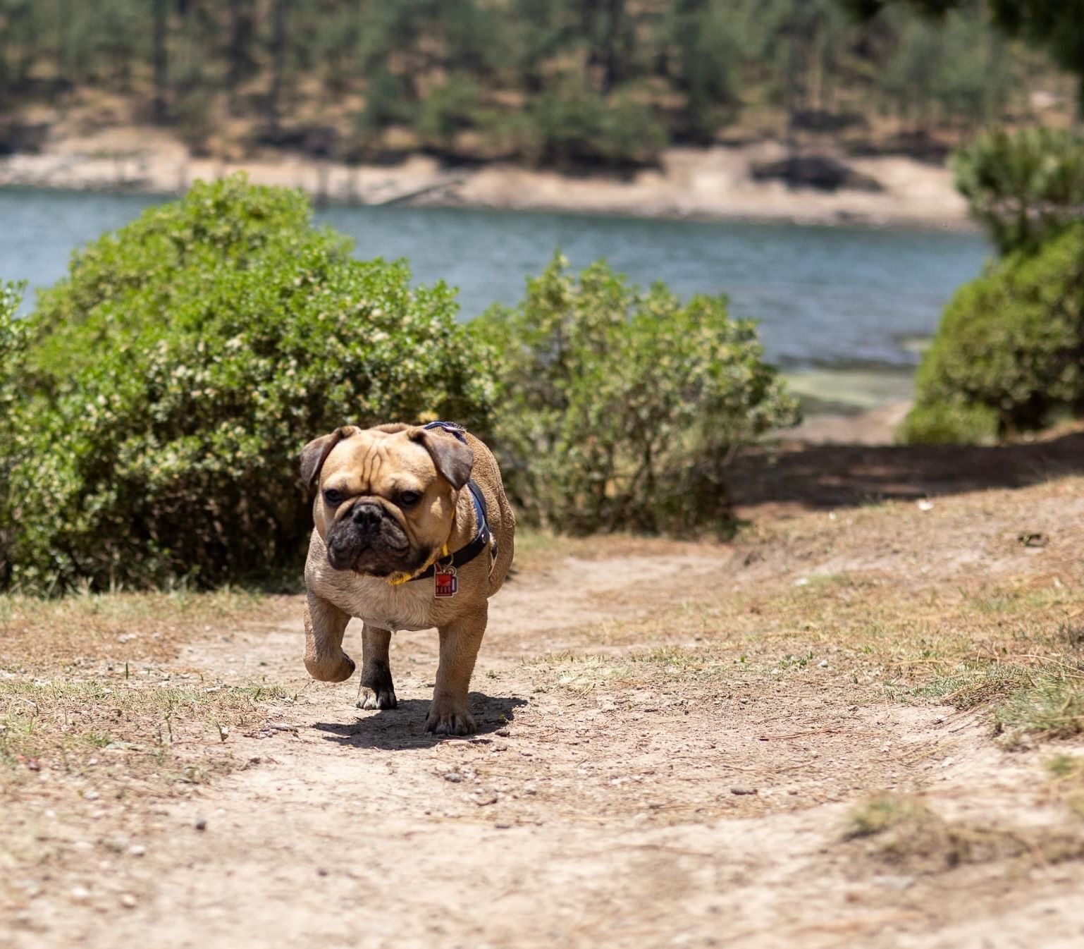Perro Perdido: Mestizo Bulldog/Pug Café