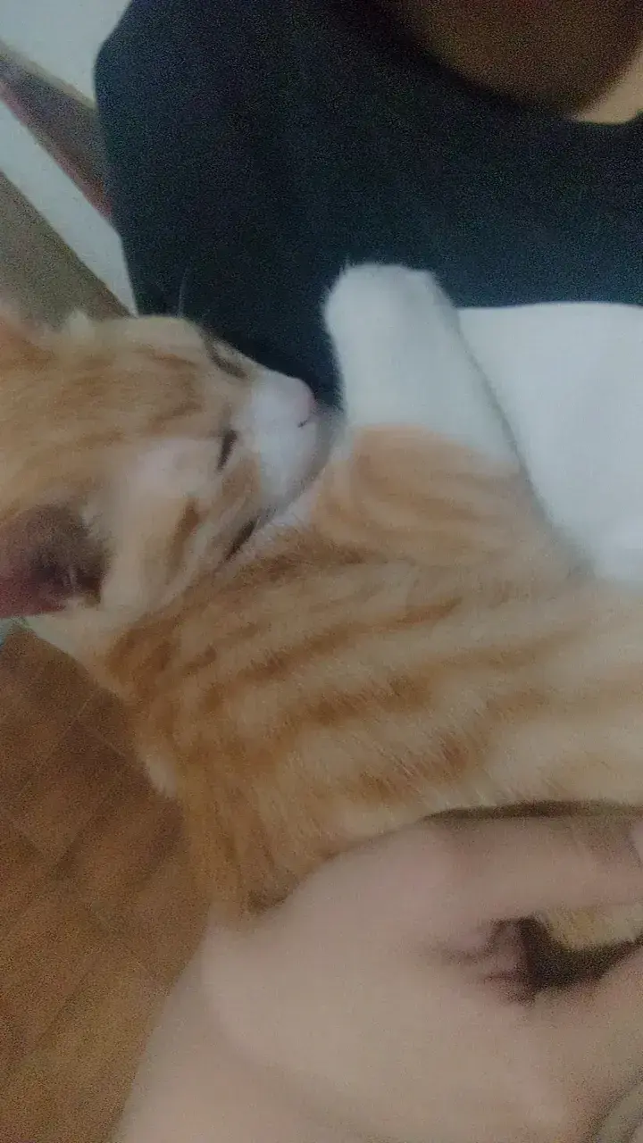 Gato Naranja Perdido en Morelia, Río Yaqui