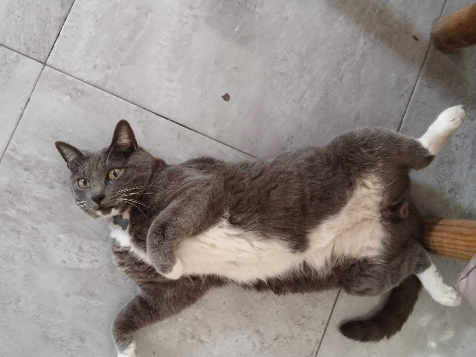 Gato Gris Perdido en Torreón: ¡Ayúdanos!