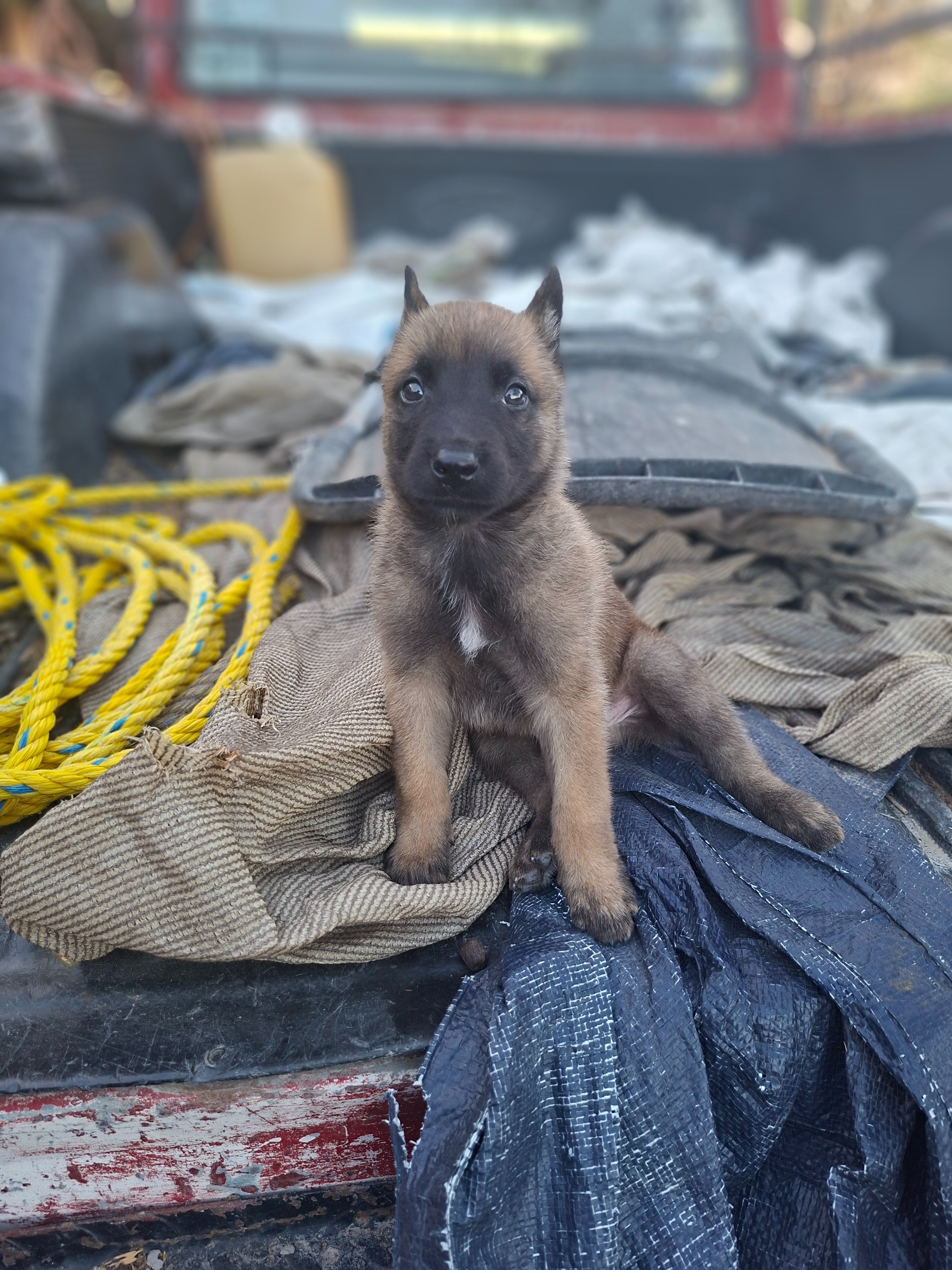 Perro perdido: Café y negro en Villas Campestres